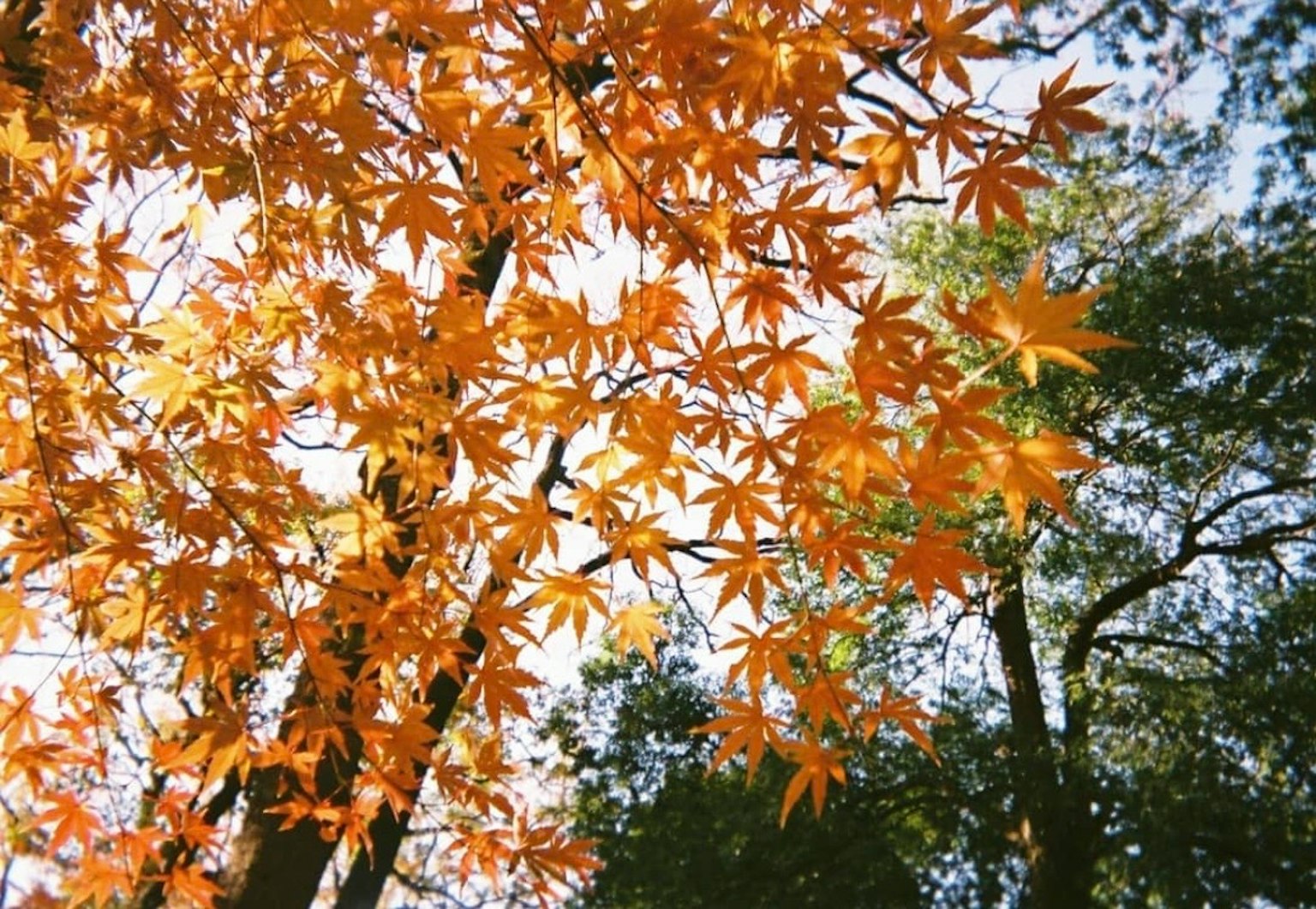 Feuilles d'érable orange vif s'étendant sous le ciel bleu