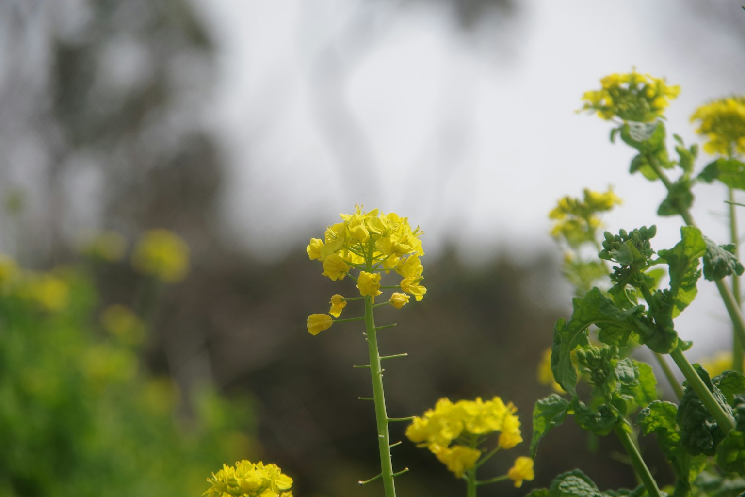 Gros plan d'une plante à fleurs jaunes avec un arrière-plan vert flou
