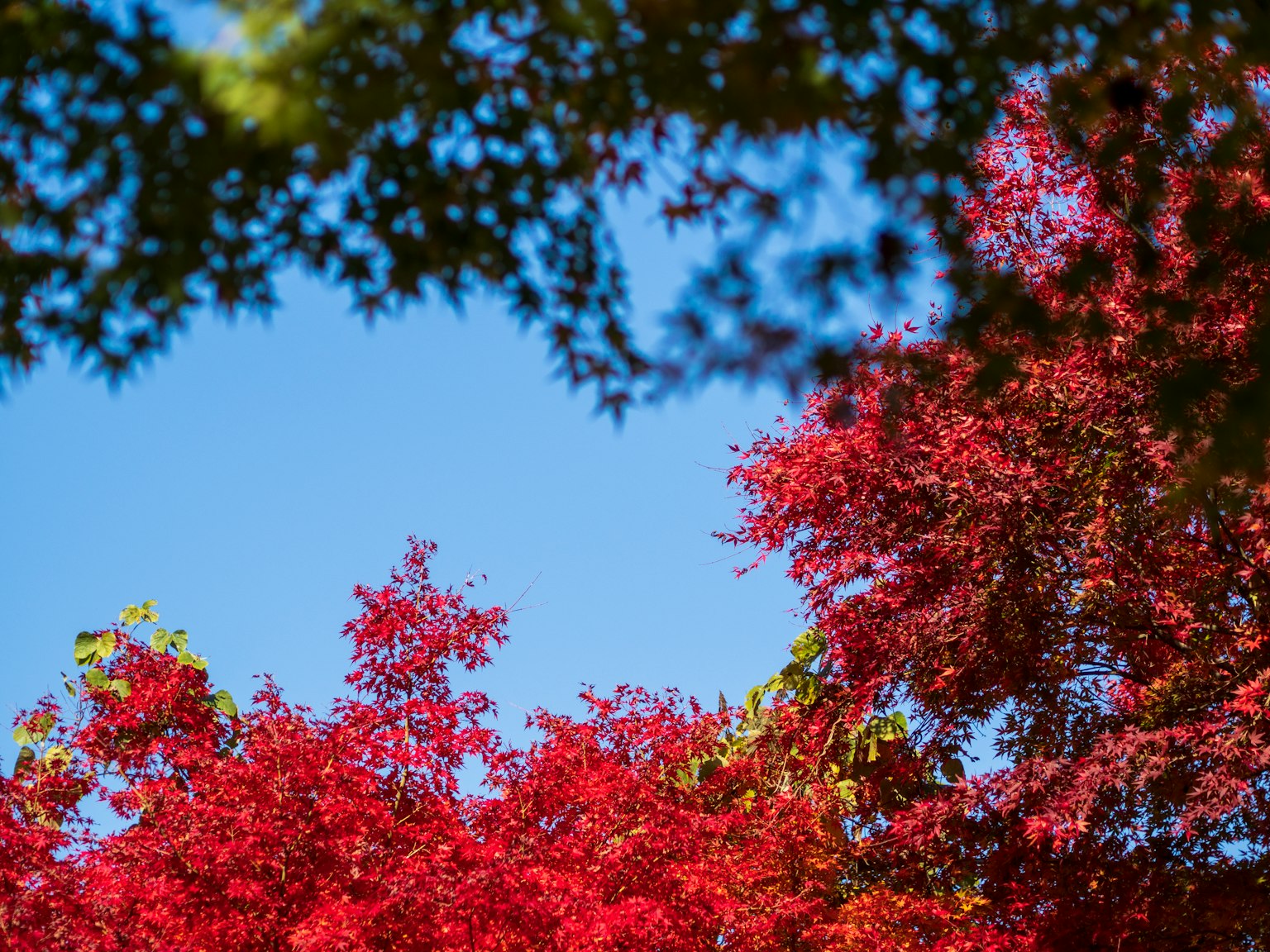 Lebendige Herbstblätter mit blauem Himmel im Hintergrund