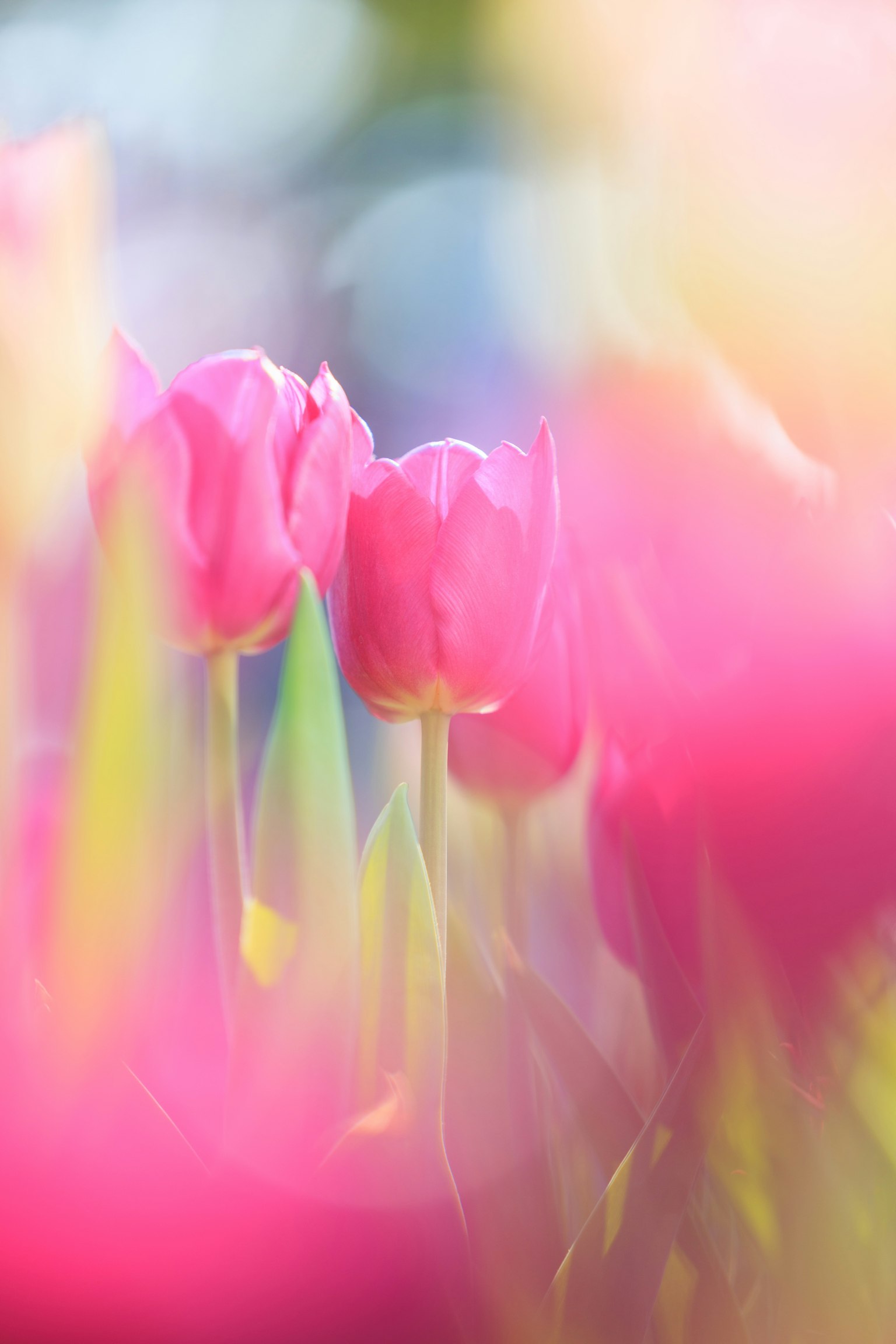 Gambar fokus lembut menampilkan tulip merah muda di antara tulip berwarna