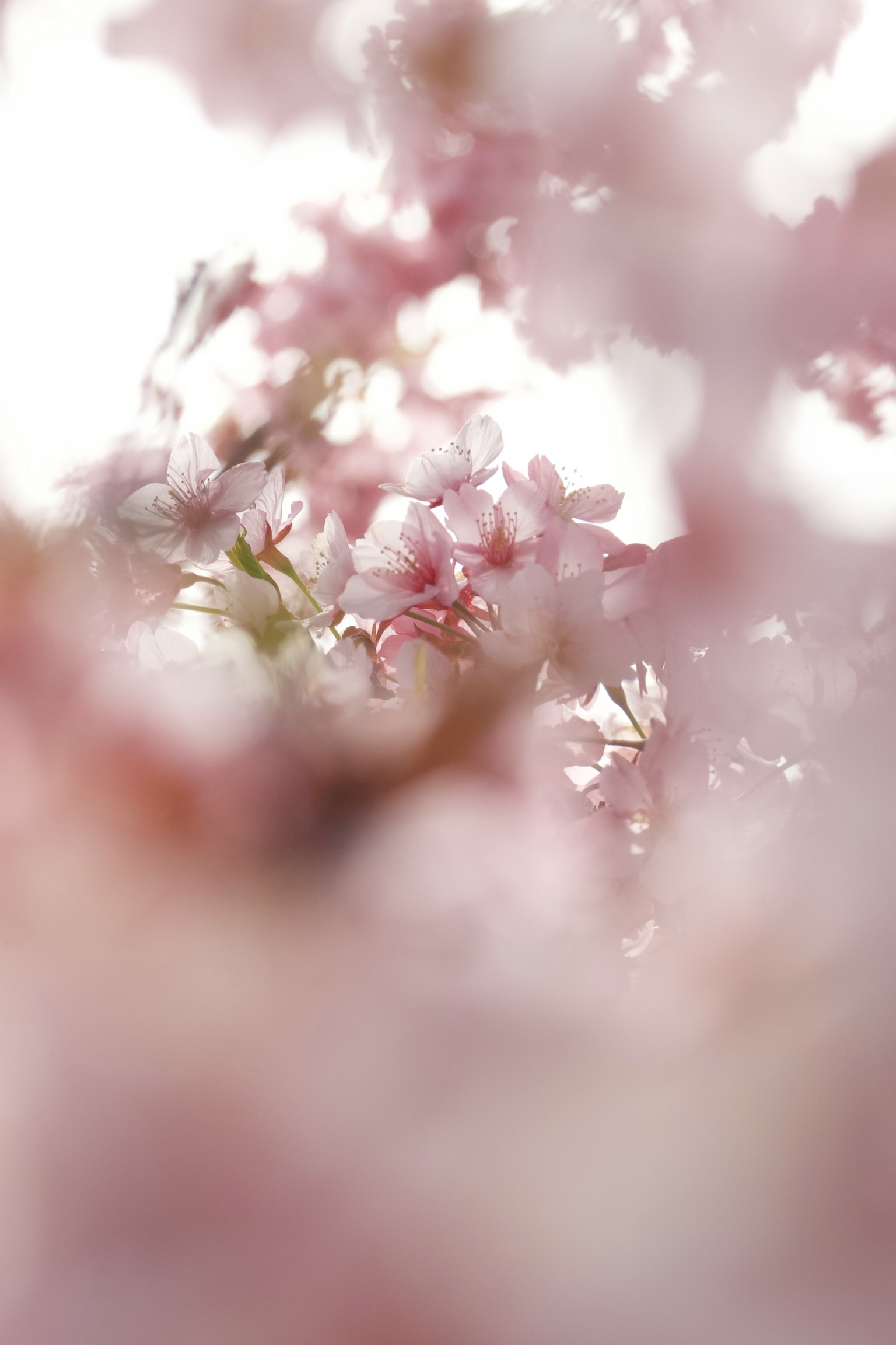 photo-8OqQ9eEoncCUnJacsJMn-image