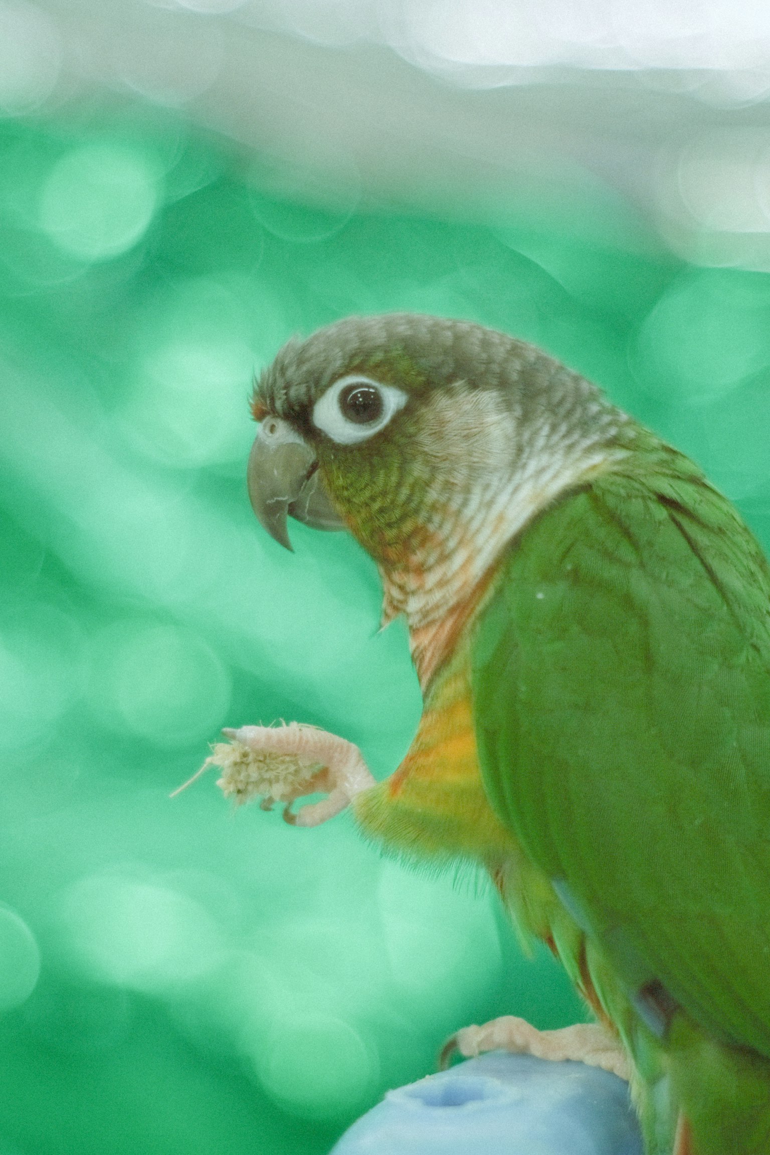 Immagine di un pappagallo verde che mostra il suo profilo laterale