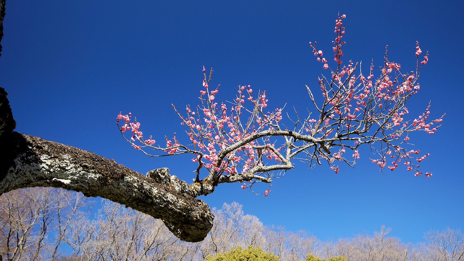 Cabang dengan bunga sakura di latar belakang langit biru