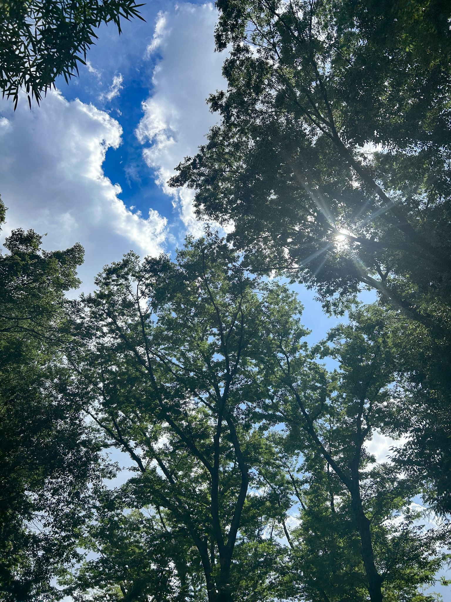 Blick auf das Blätterdach des Waldes mit Sonnenlicht und blauem Himmel