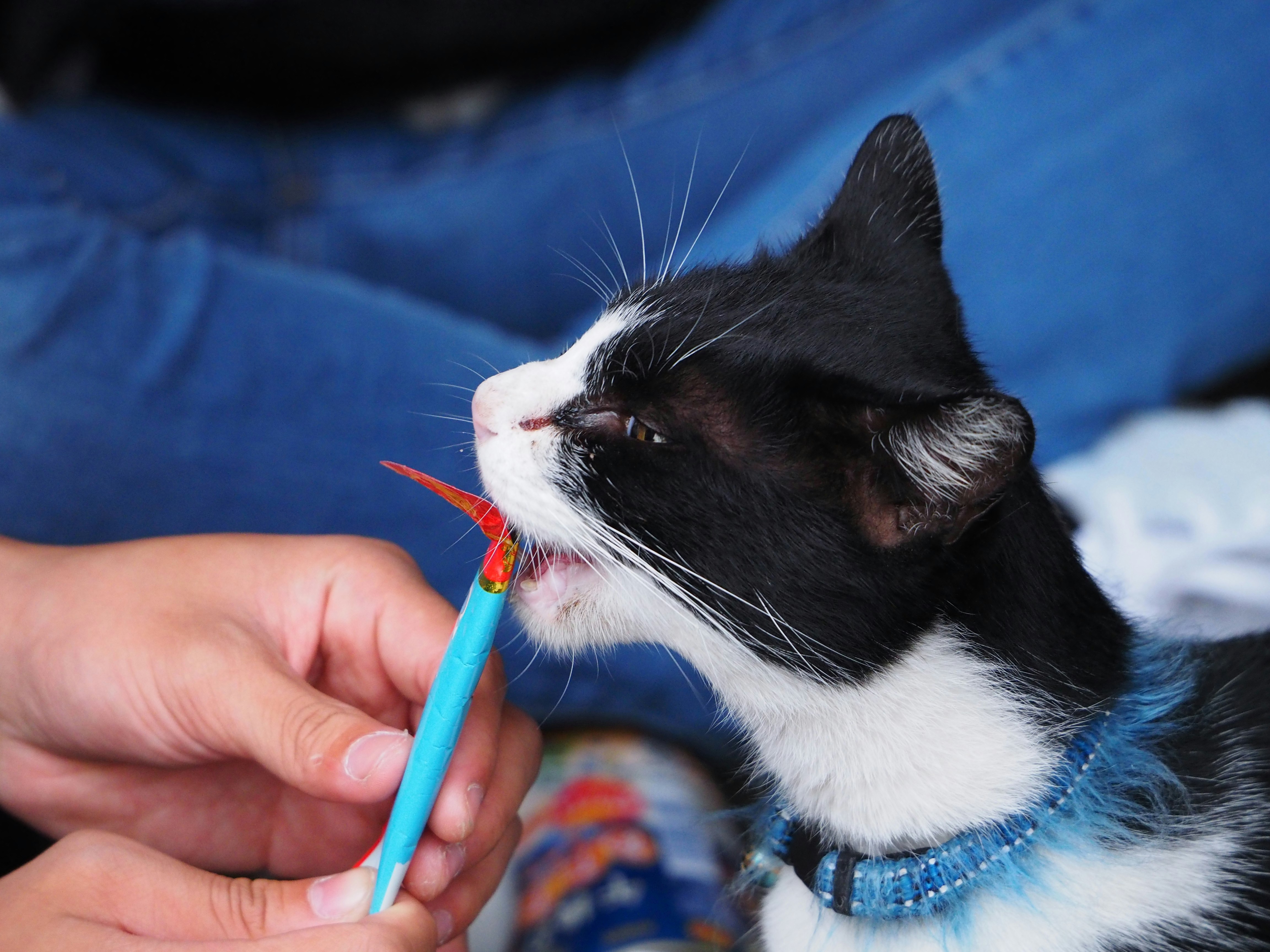 Chat noir et blanc portant un collier bleu se faisant brosser avec une brosse à dents