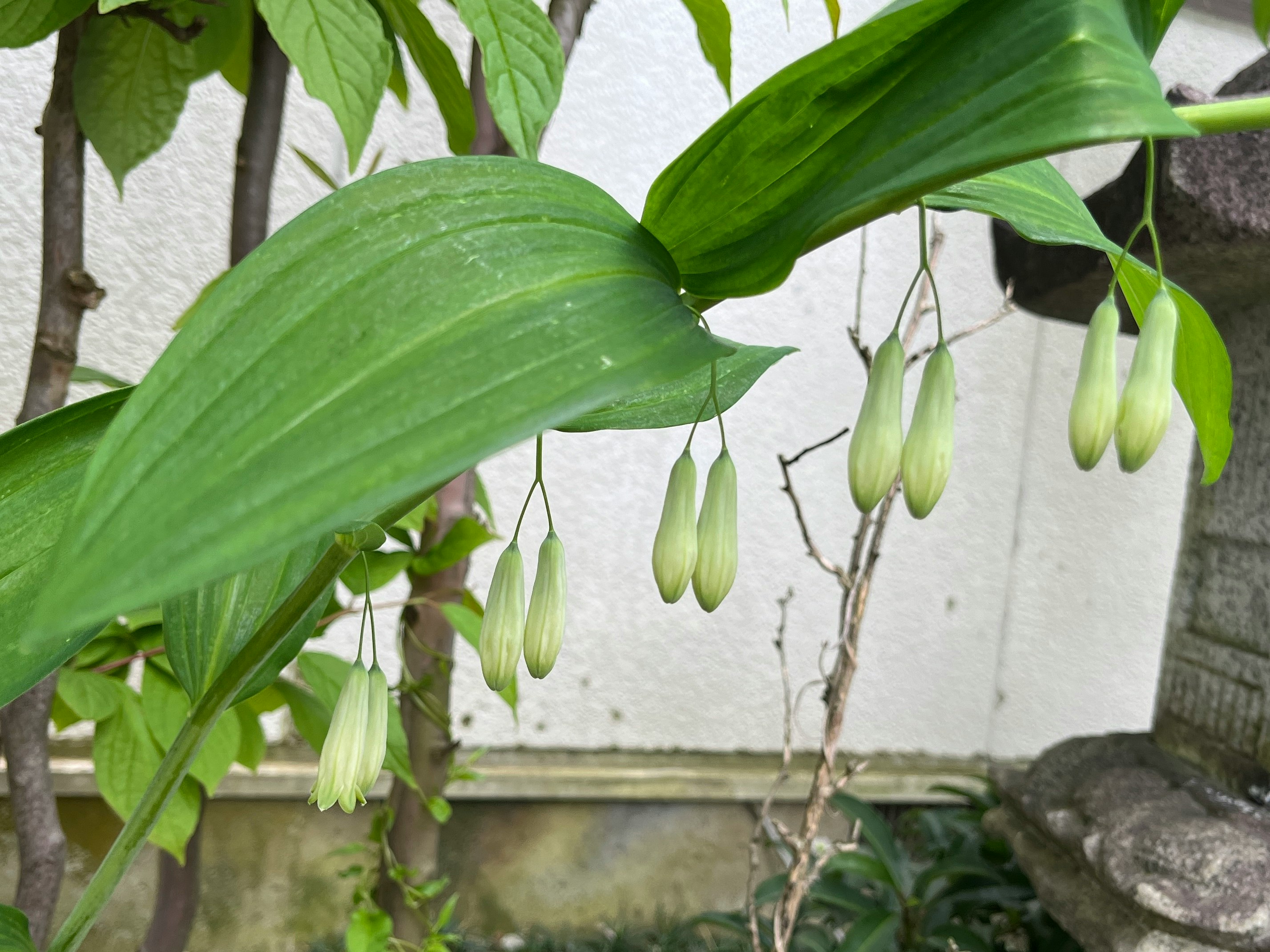 白い壁の前で垂れ下がる鈴なりの花（アマドコロのような花穂）
