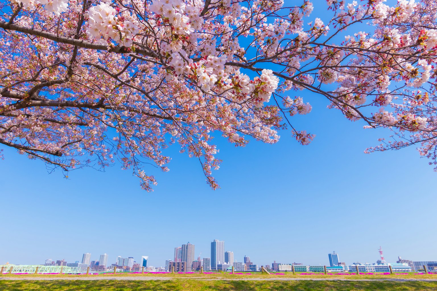 Garis langit kota di bawah cabang bunga sakura