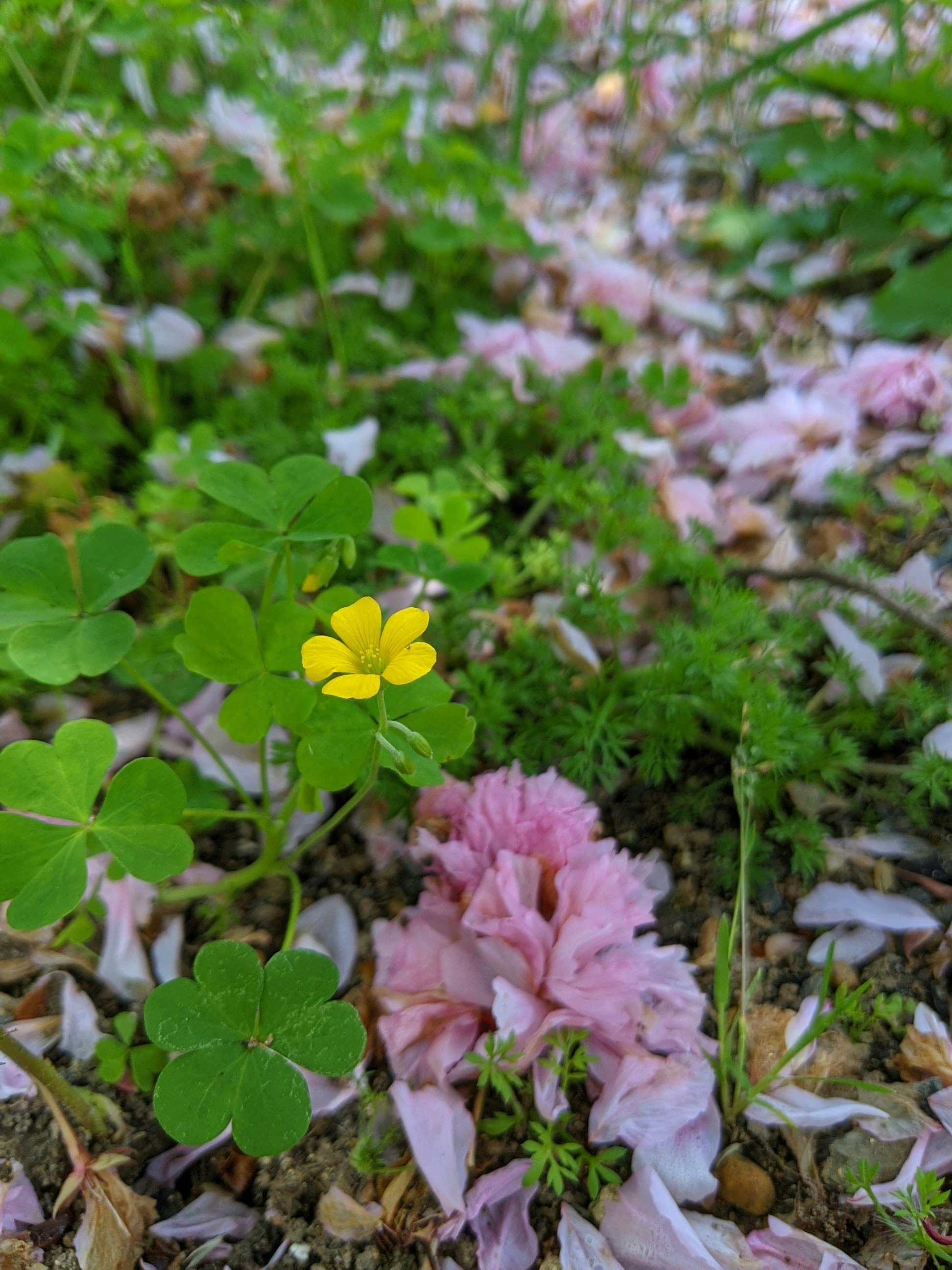 春の苔むす地面に咲く桜とカタバミ