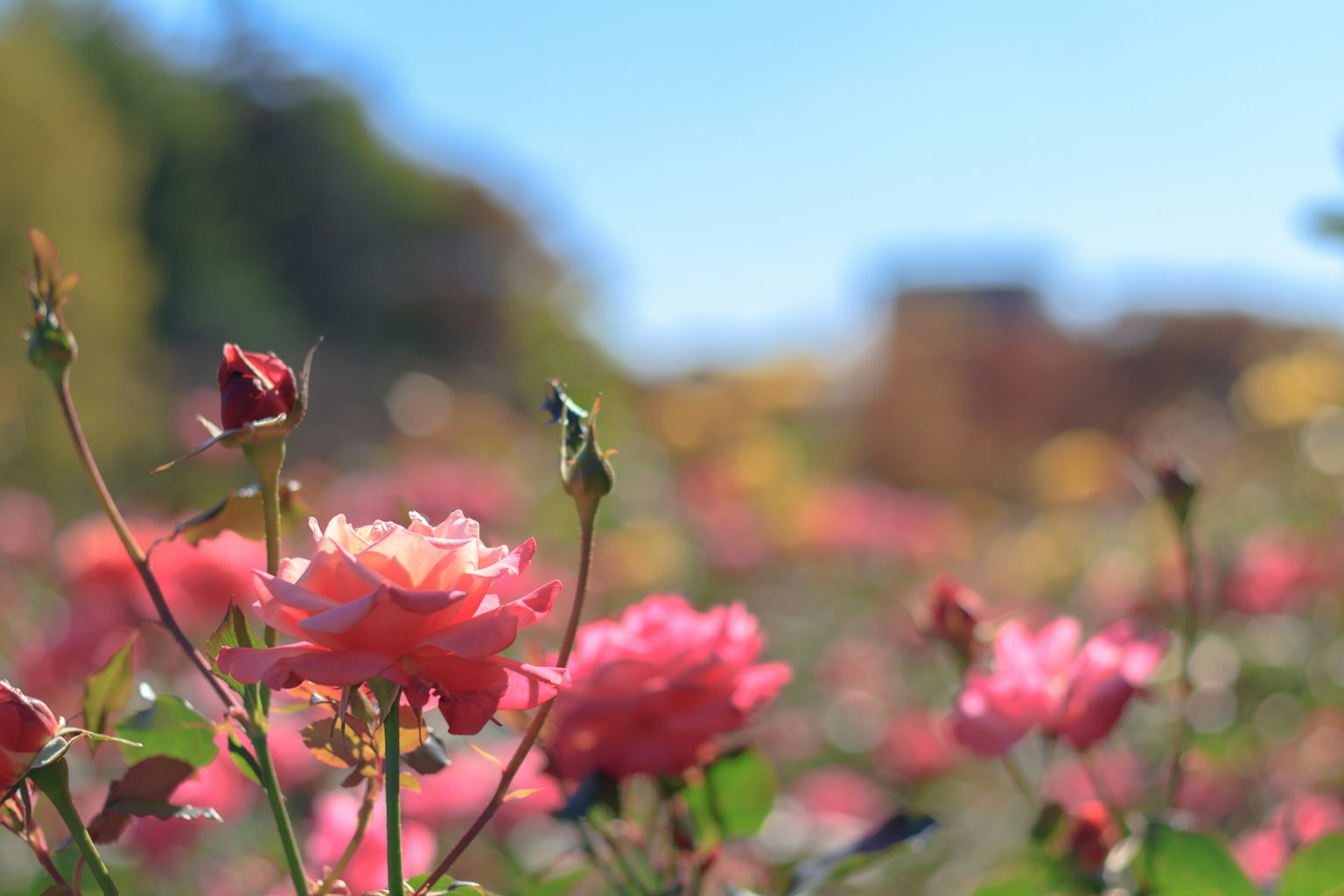 Un paesaggio bellissimo con rose in fiore vibranti