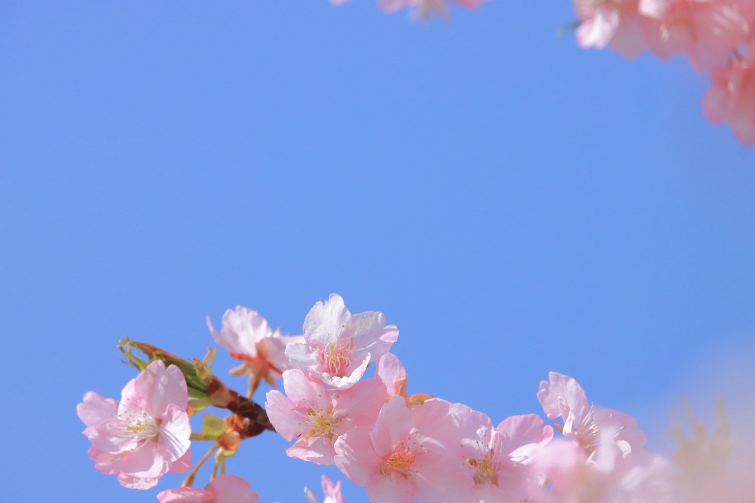 Acercamiento de flores de cerezo contra un cielo azul