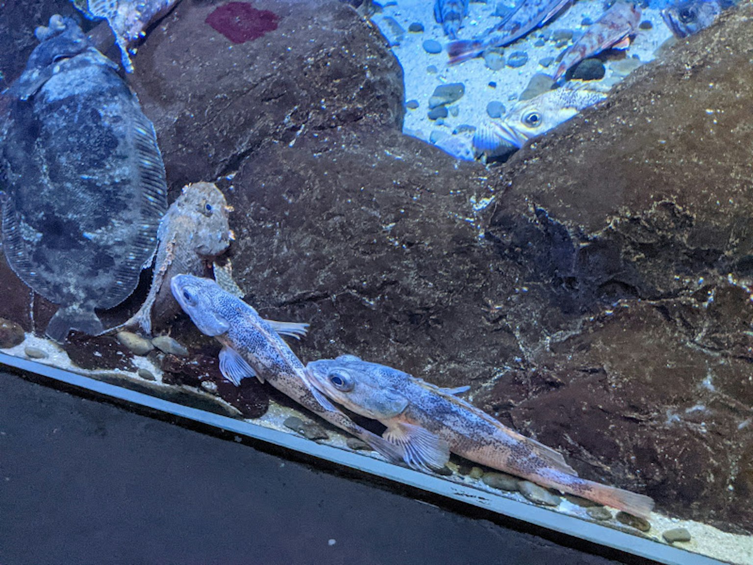 兩條魚藏在水族館底部的岩石之間