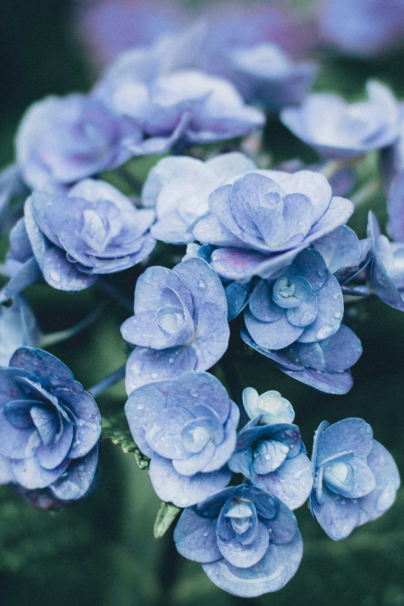 Gros plan de fleurs bleu-violet avec des gouttes