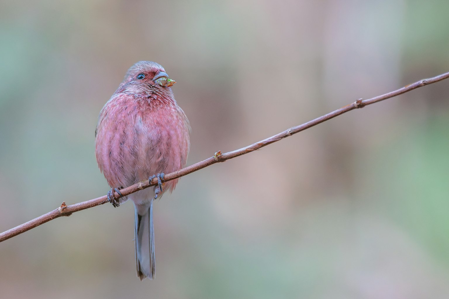Close-up of a pink bird perched on a small branch