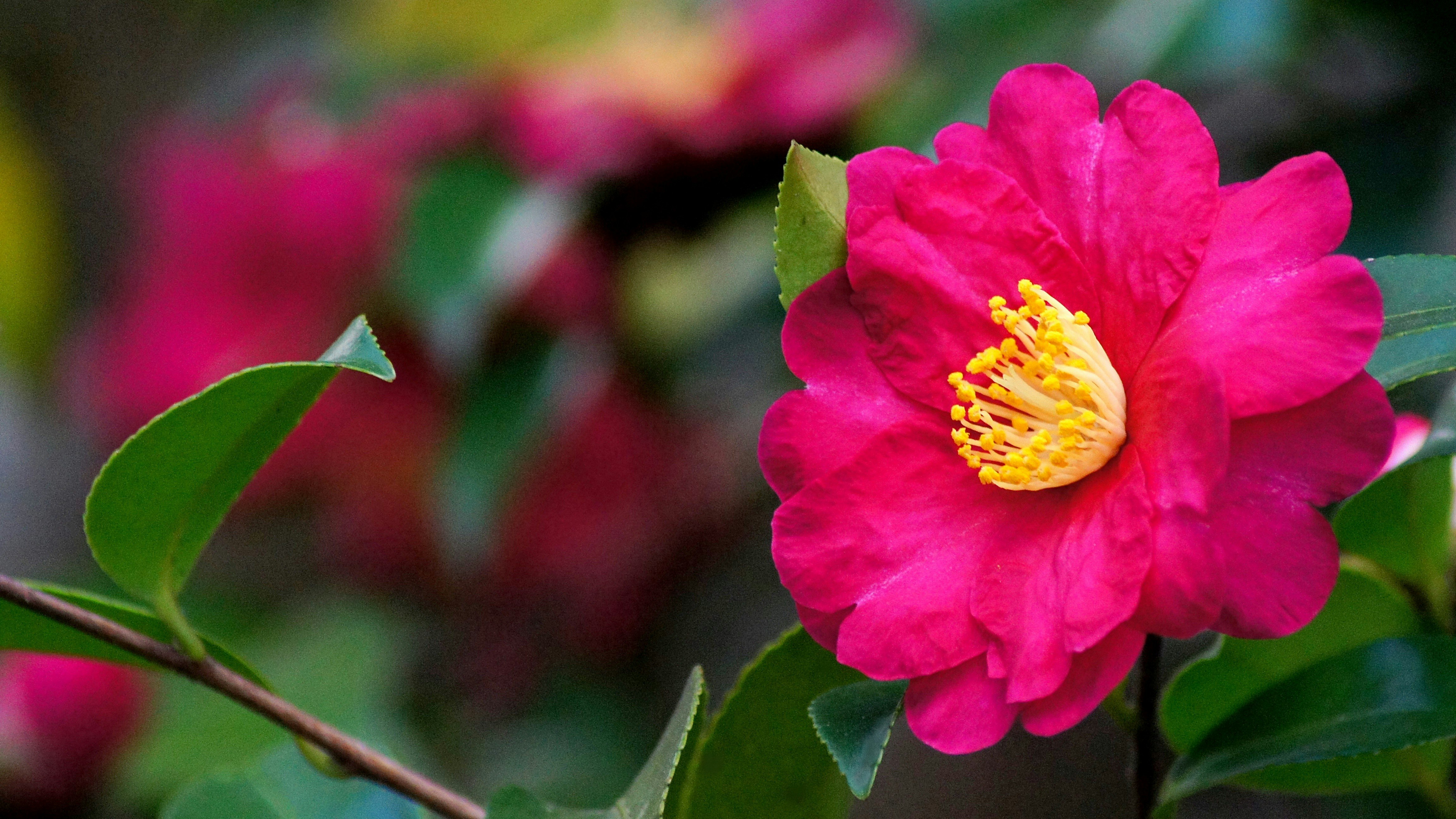 鮮やかなサザンカの花のクローズアップ