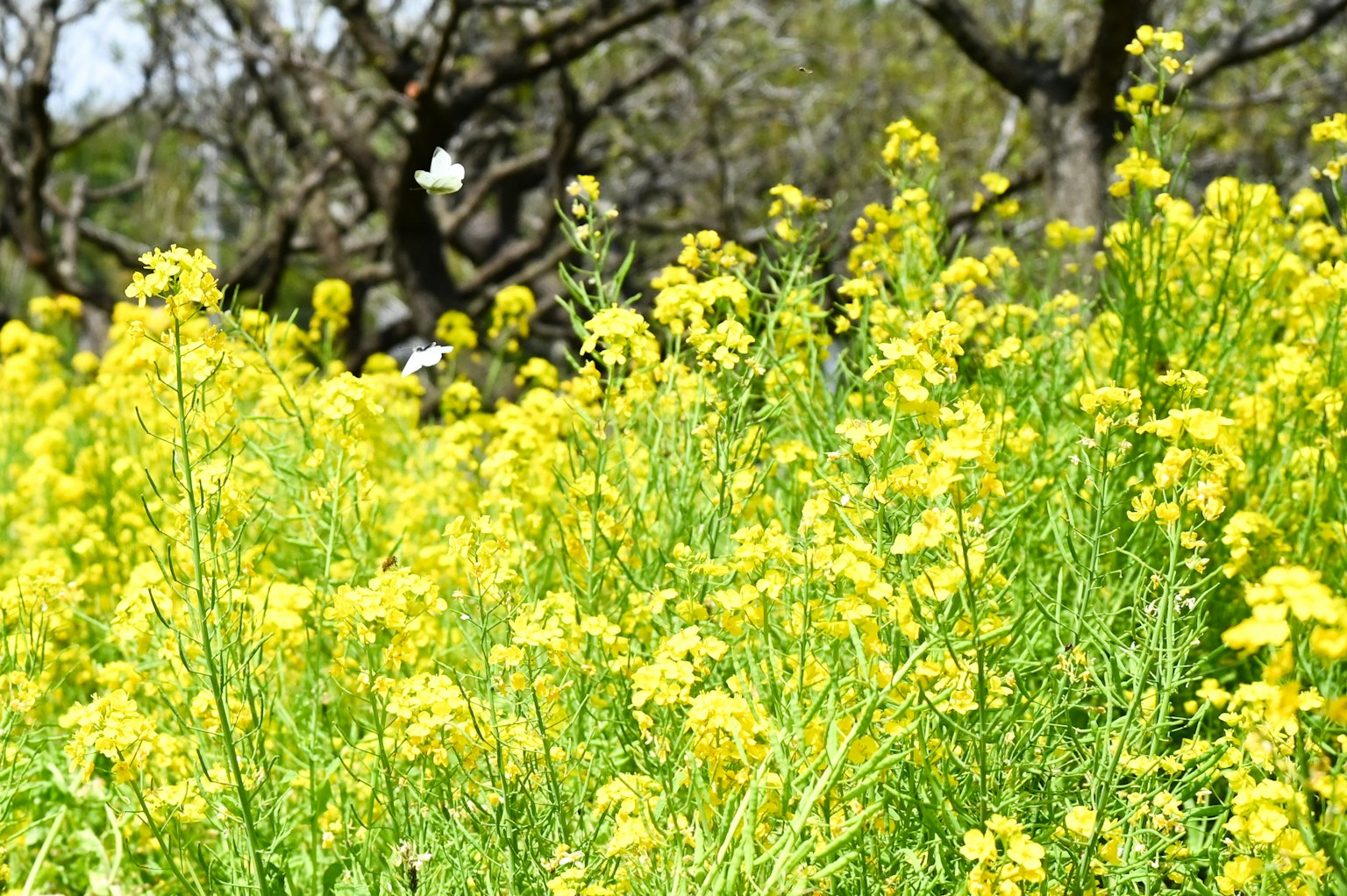 A field of yellow flowers with trees in the background