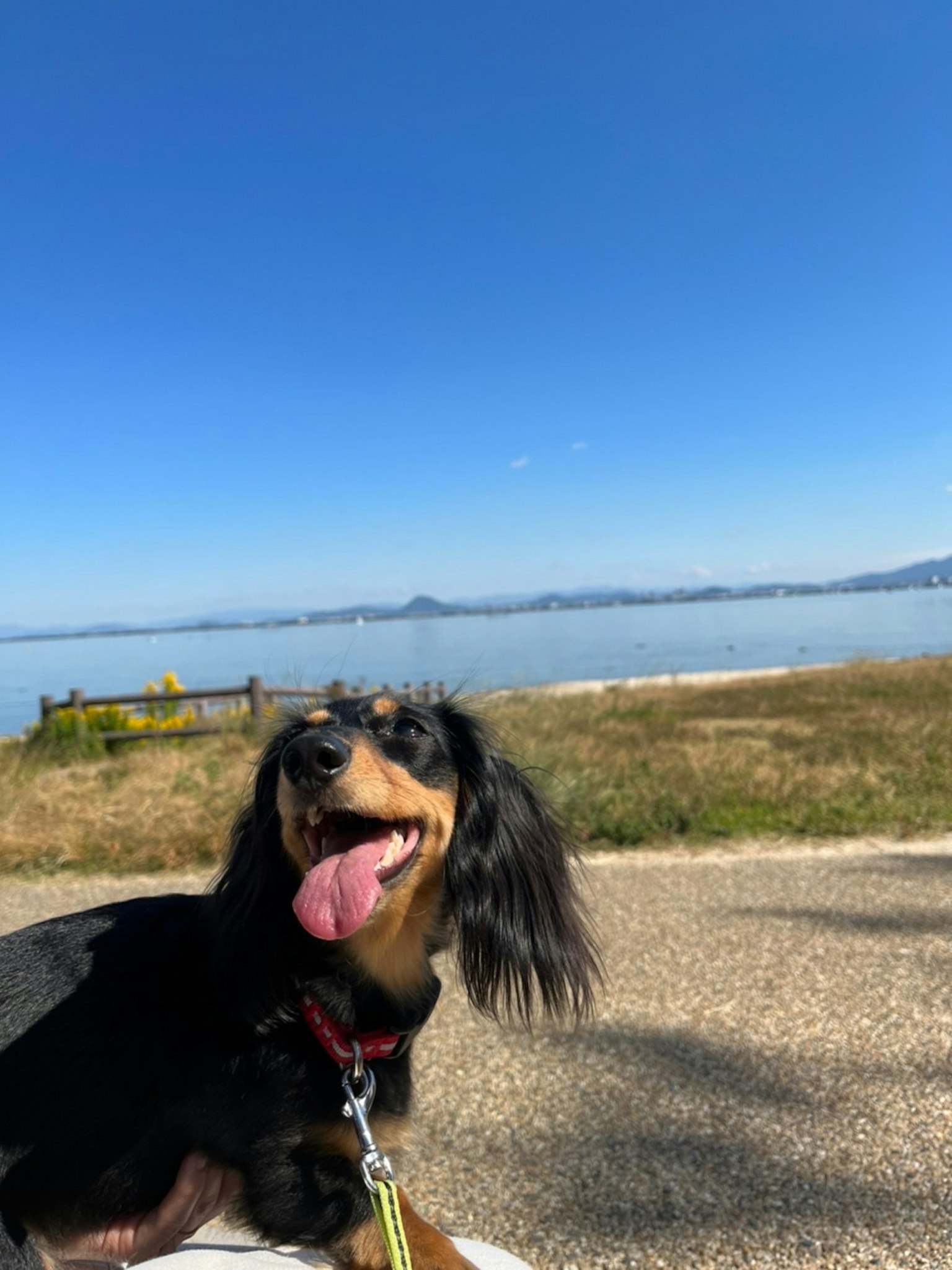 A smiling dachshund in front of the sea under a blue sky