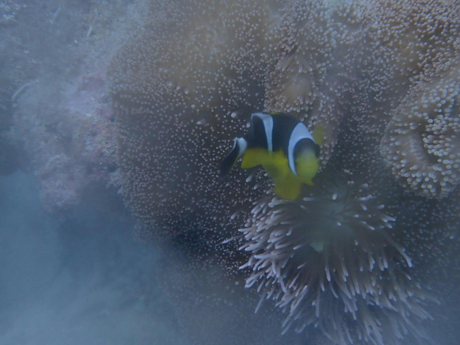 Un poisson clown jaune et noir près d'une anémone sous l'eau