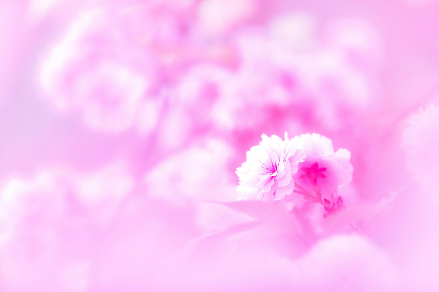 부드러운 분홍색 꽃이 흐릿한 배경에 있는 아름다운 이미지