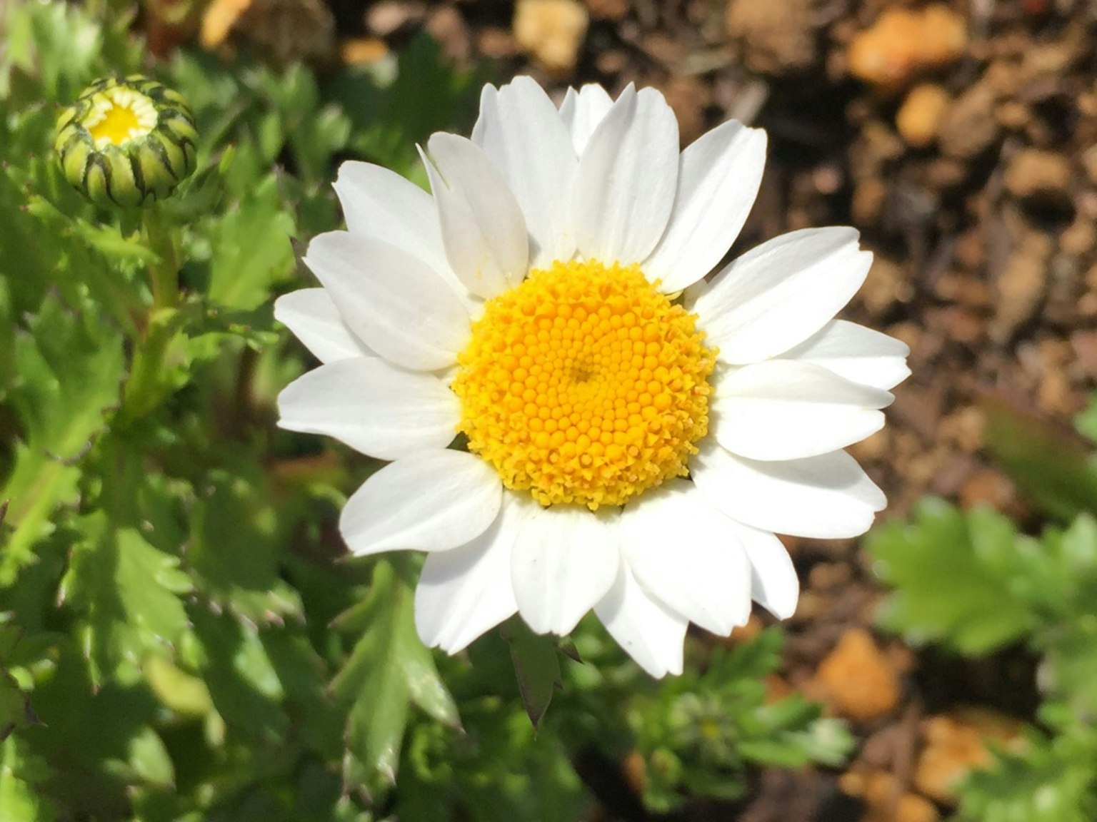 Bunga daisy dengan kelopak putih dan pusat kuning