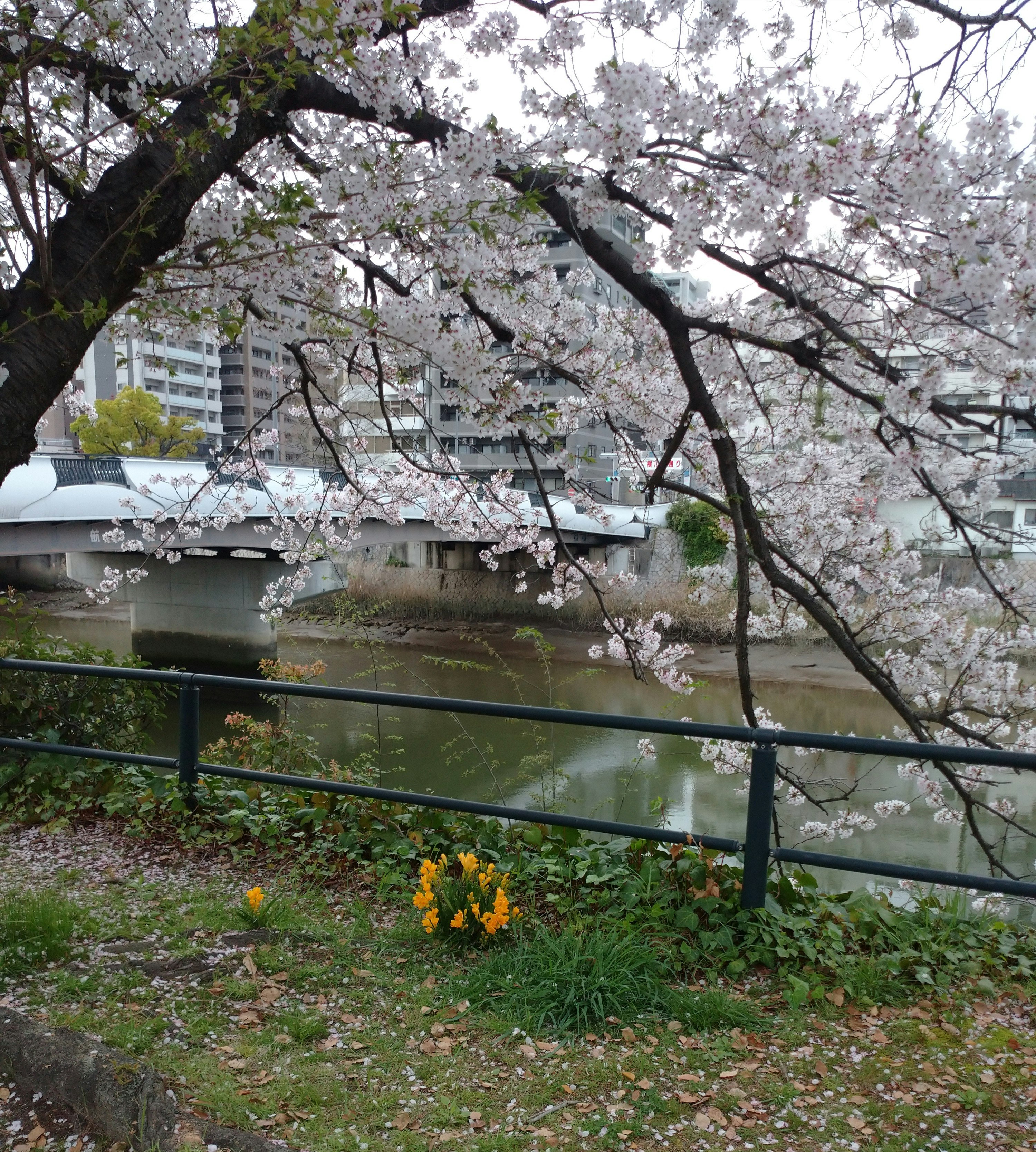 桜の枝と川沿いの遊歩道、花びらの並ぶ風景