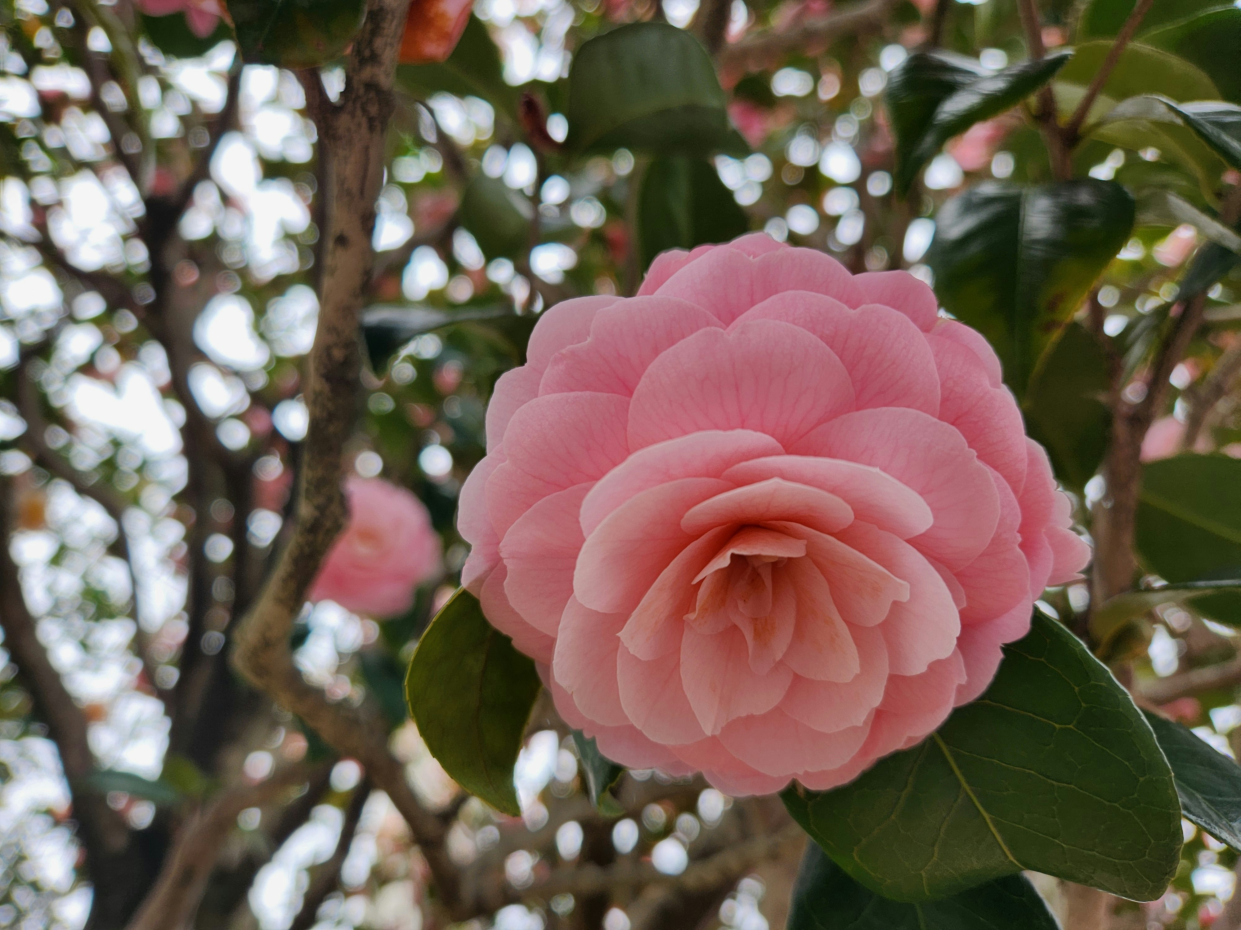 ピンクの椿の花が枝葉の間で咲く春の景色