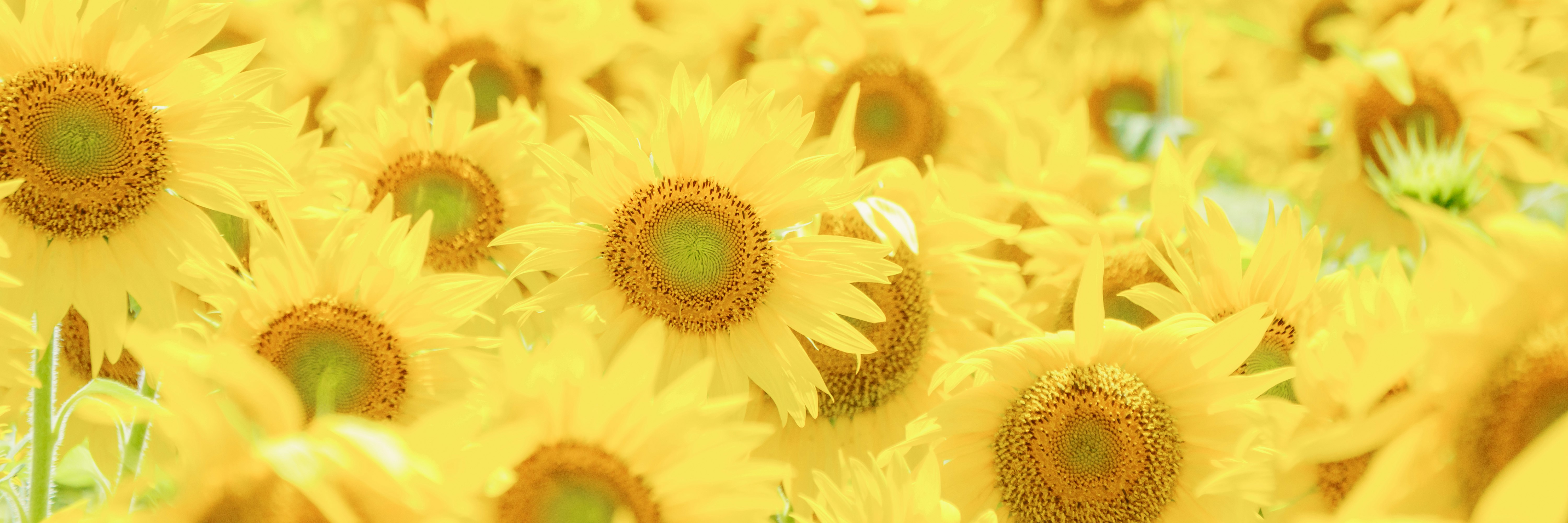 満開のひまわり畑の花々