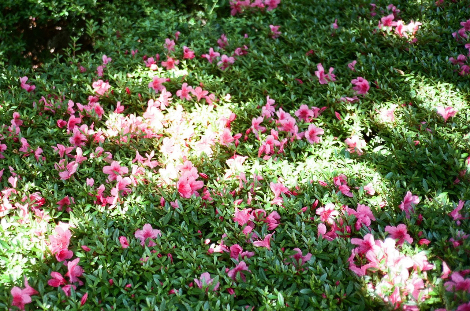 Flores rosas floreciendo entre hojas verdes con patrones de luz