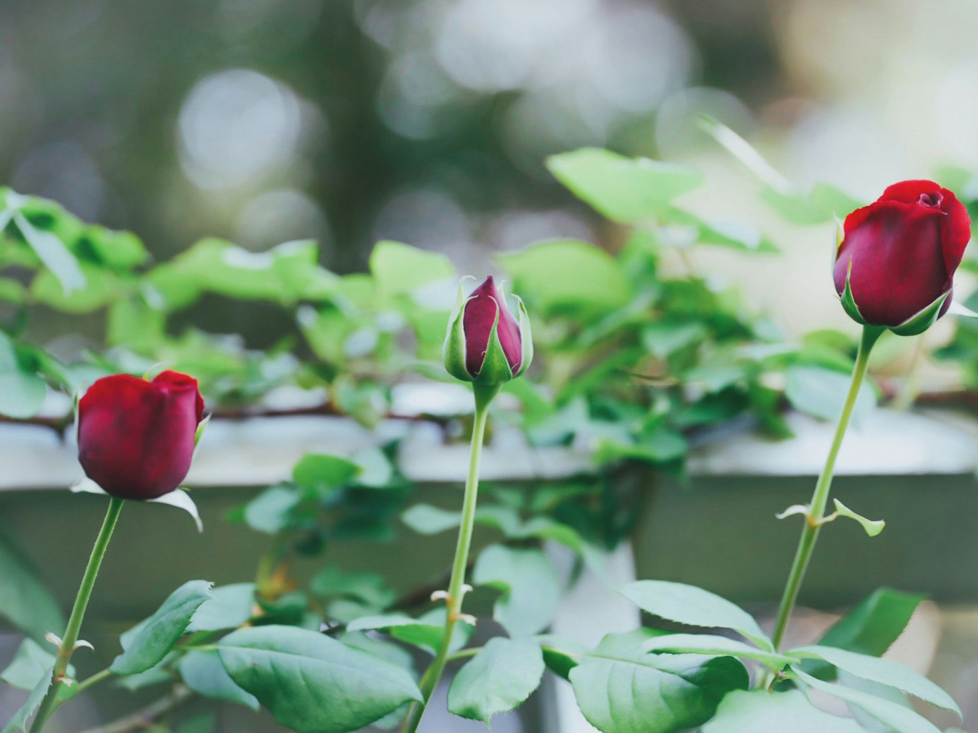 薔薇の花が咲く庭の葉と花のボケ背景