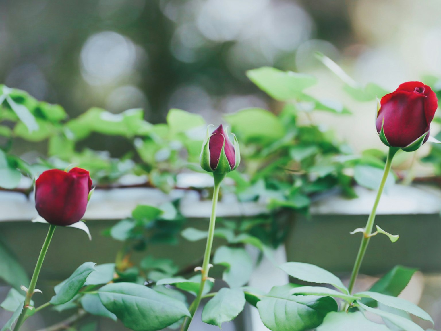 Bourgeons et fleurs de roses rouges sur un fond de feuilles vertes