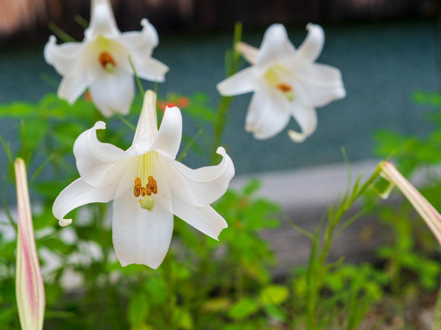 Un grupo de lirios blancos en flor rodeados de follaje verde