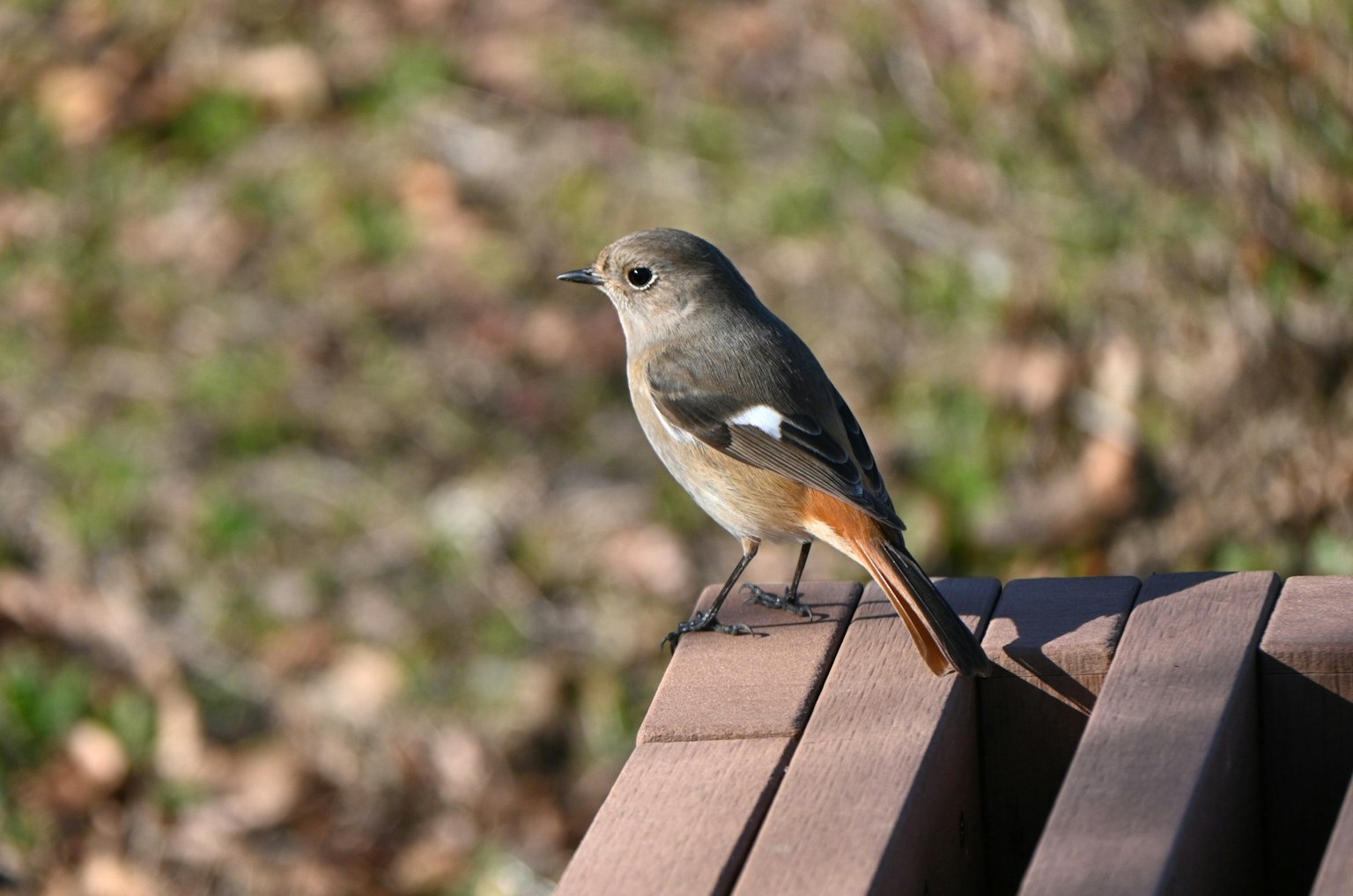 Un petit oiseau perché sur un banc en bois