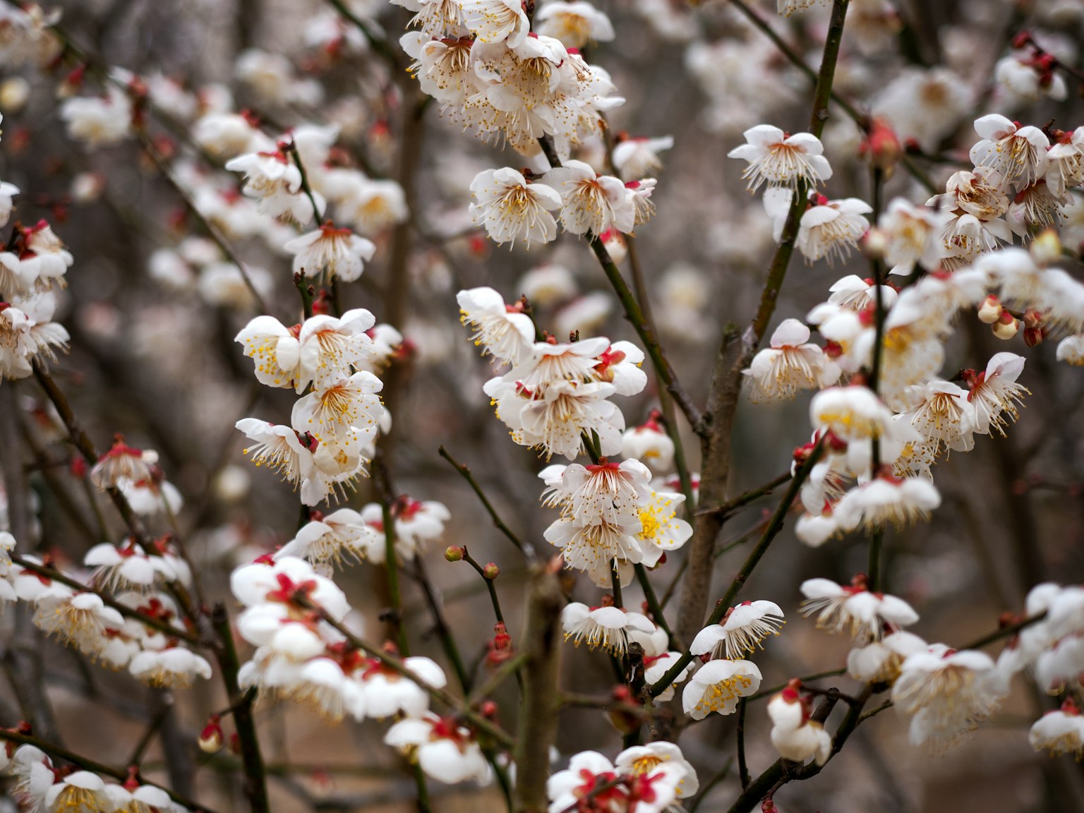 Nahaufnahme von Ästen mit blühenden weißen Blumen