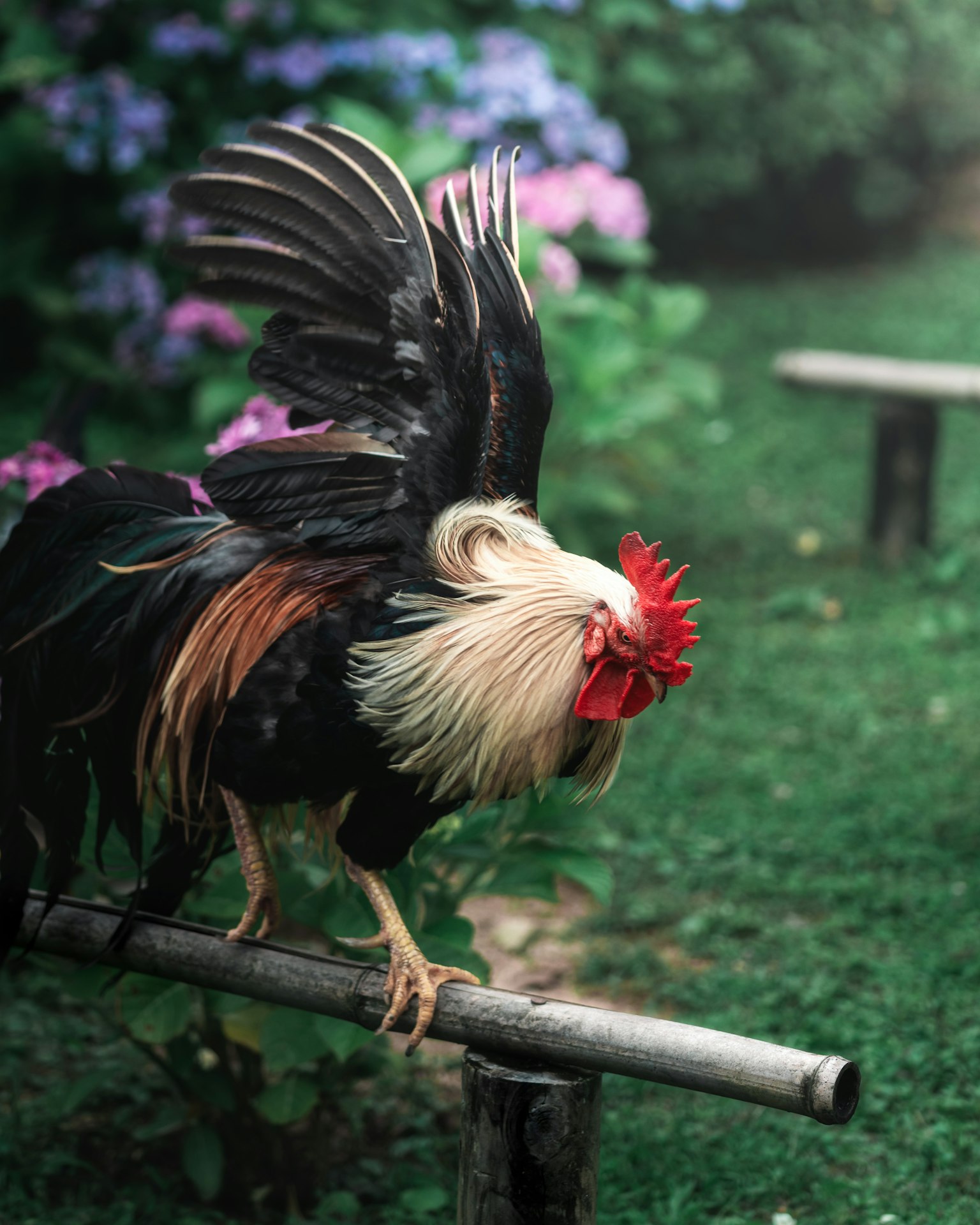 Un gallo colorato è in piedi su un ramo con erba verde lussureggiante e fiori vivaci sullo sfondo
