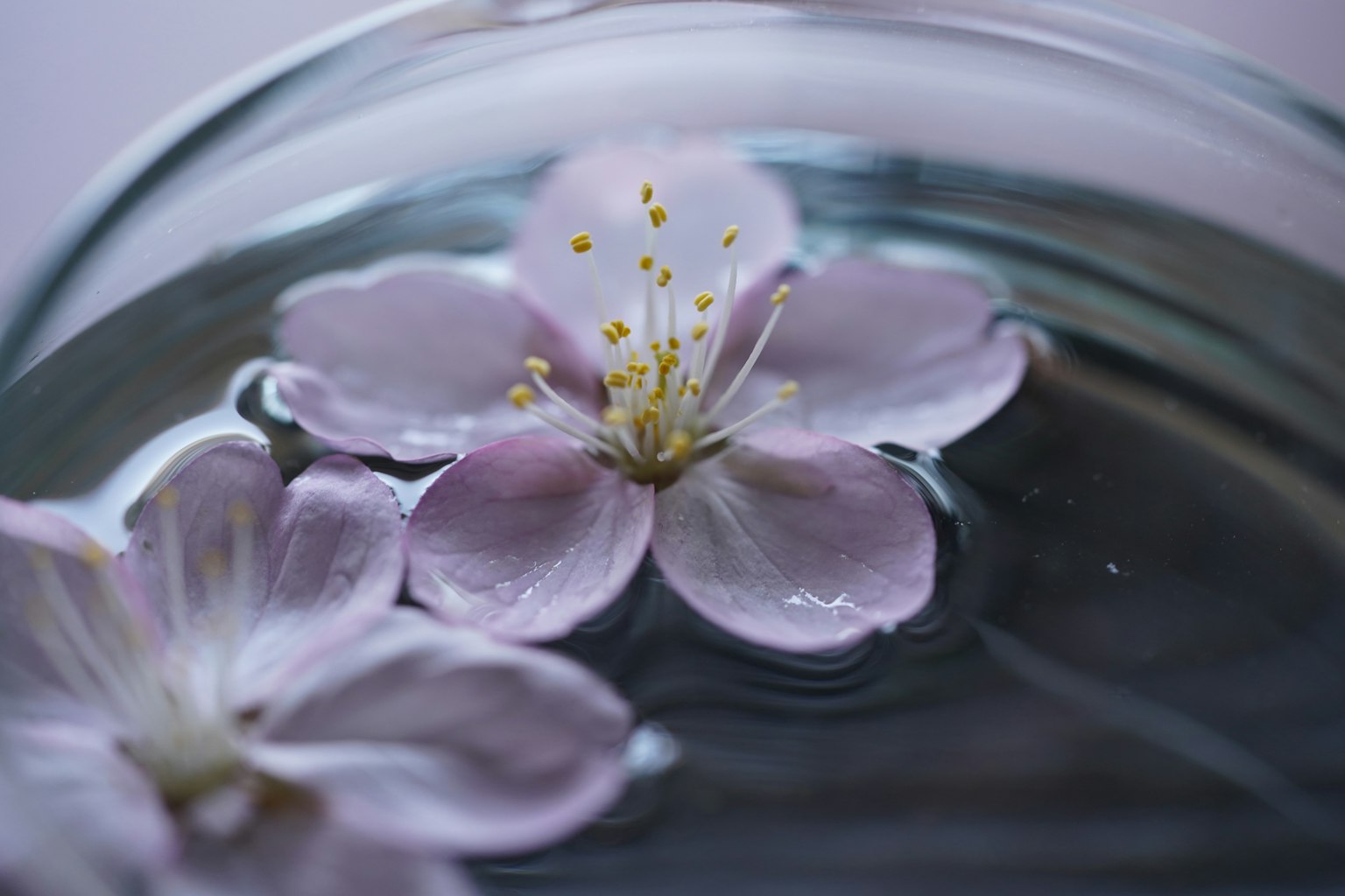 Pétalos de flores rosas delicados flotando en agua con estambres amarillos