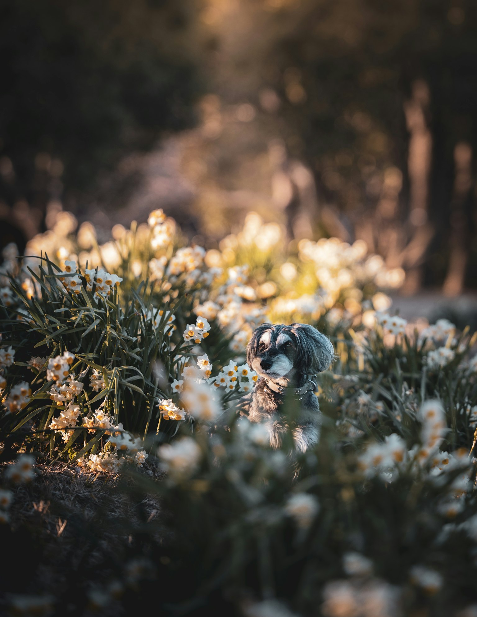 Perro en un campo de flores con luz suave