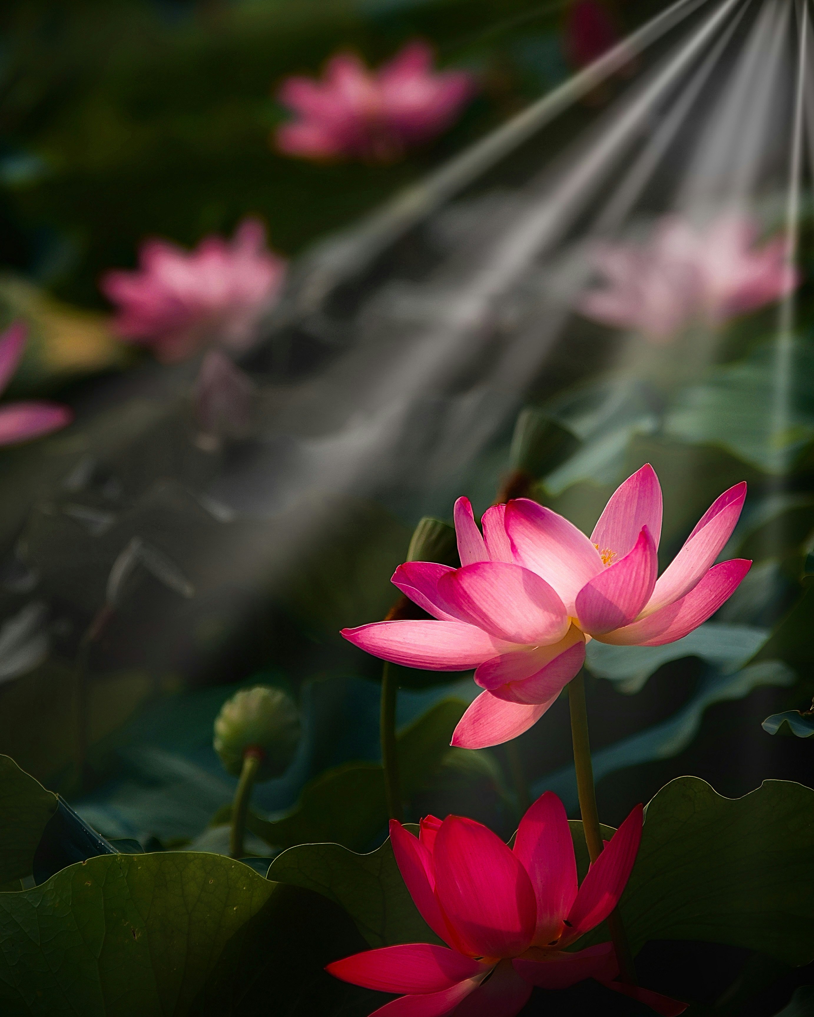 ピンクの蓮の花びらと水面のある蓮池のクローズアップ