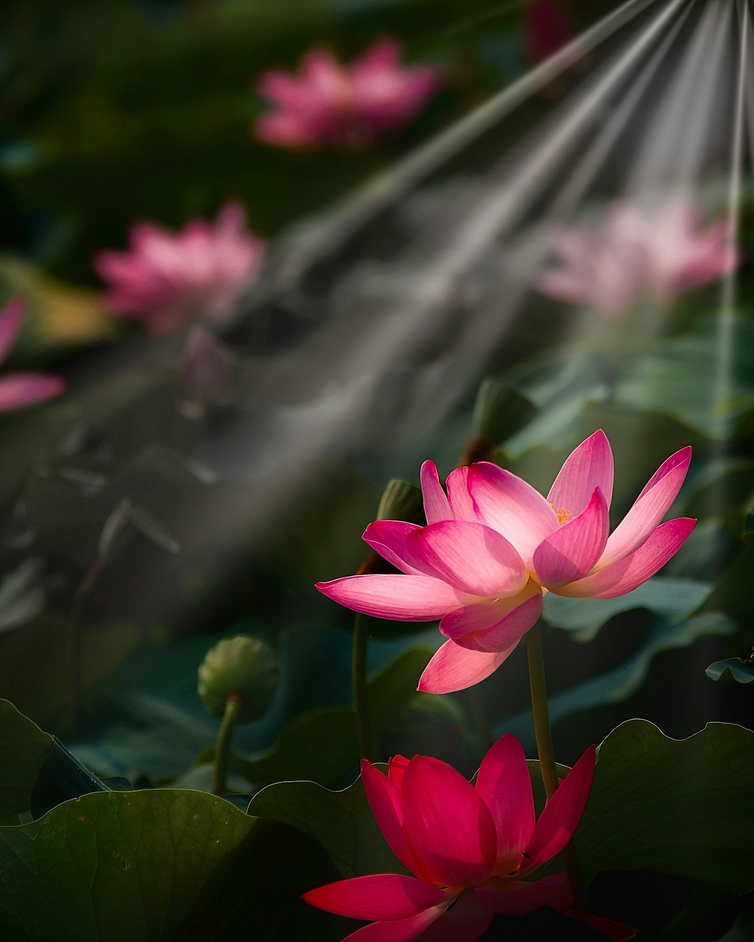 Schöne rosa Lotusblumen, die aus den Blättern hervortreten und im Sonnenlicht baden