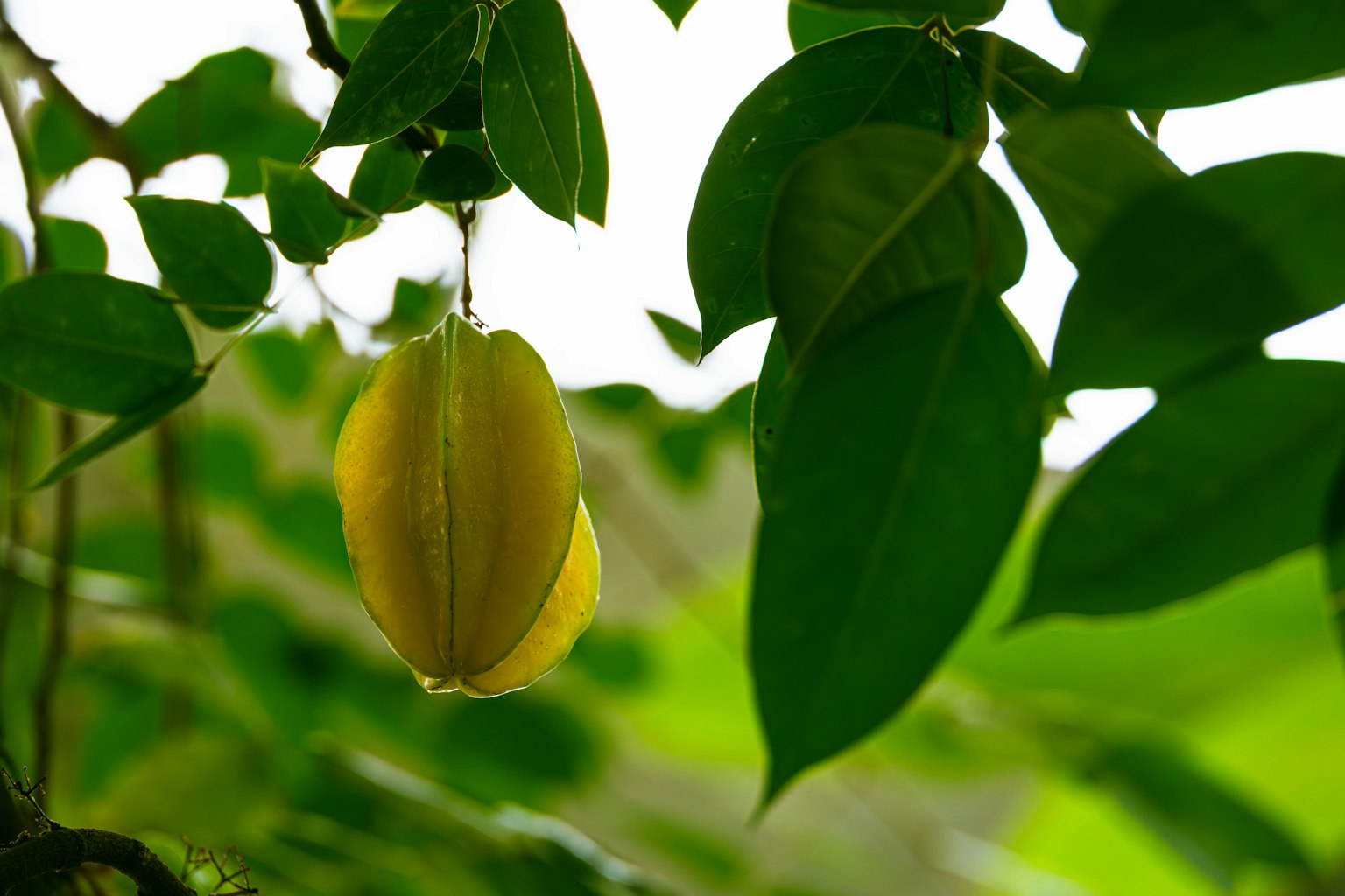 Frutto stella giallo appeso tra foglie verdi