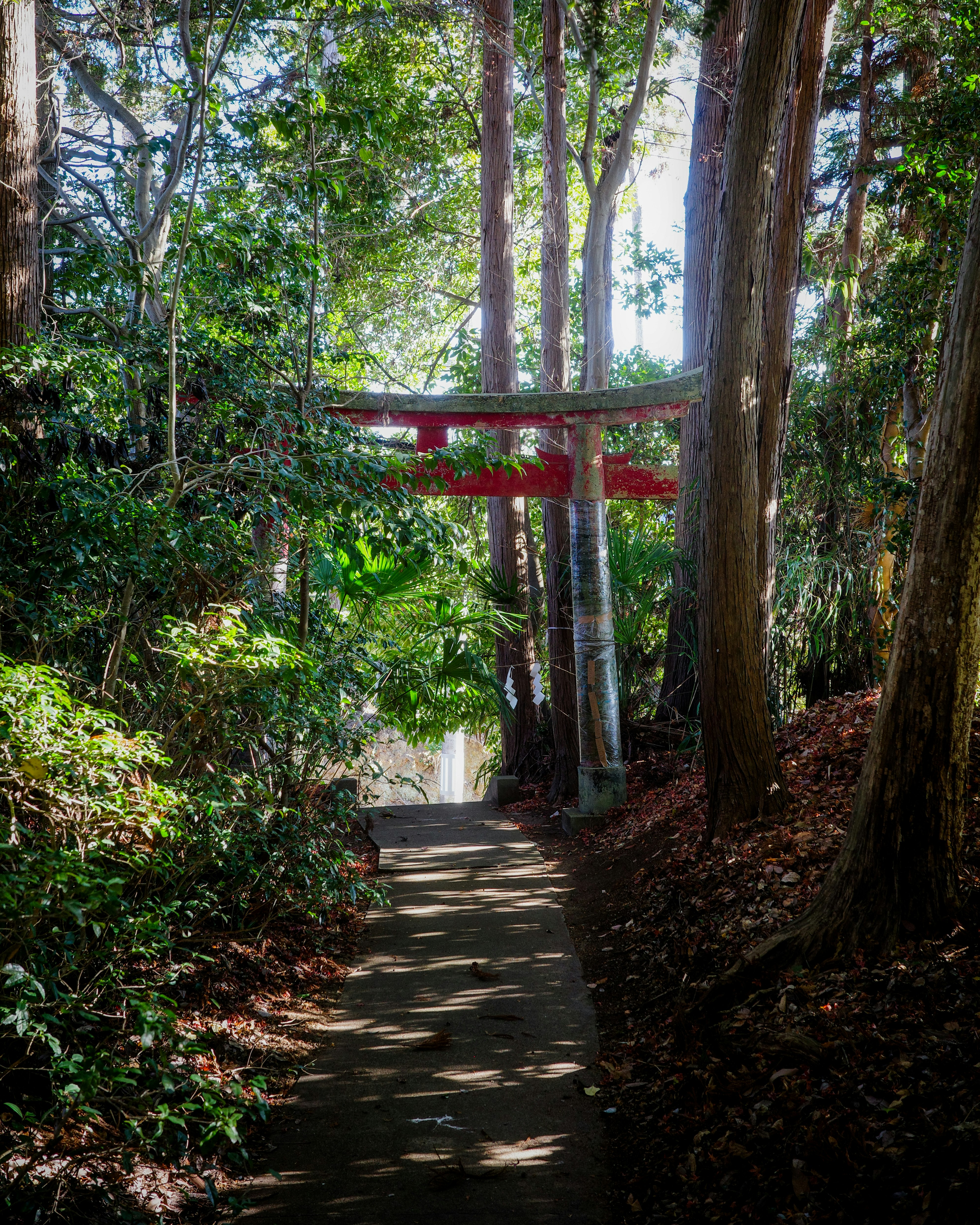 樹林中的森林小徑與紅色鳥居