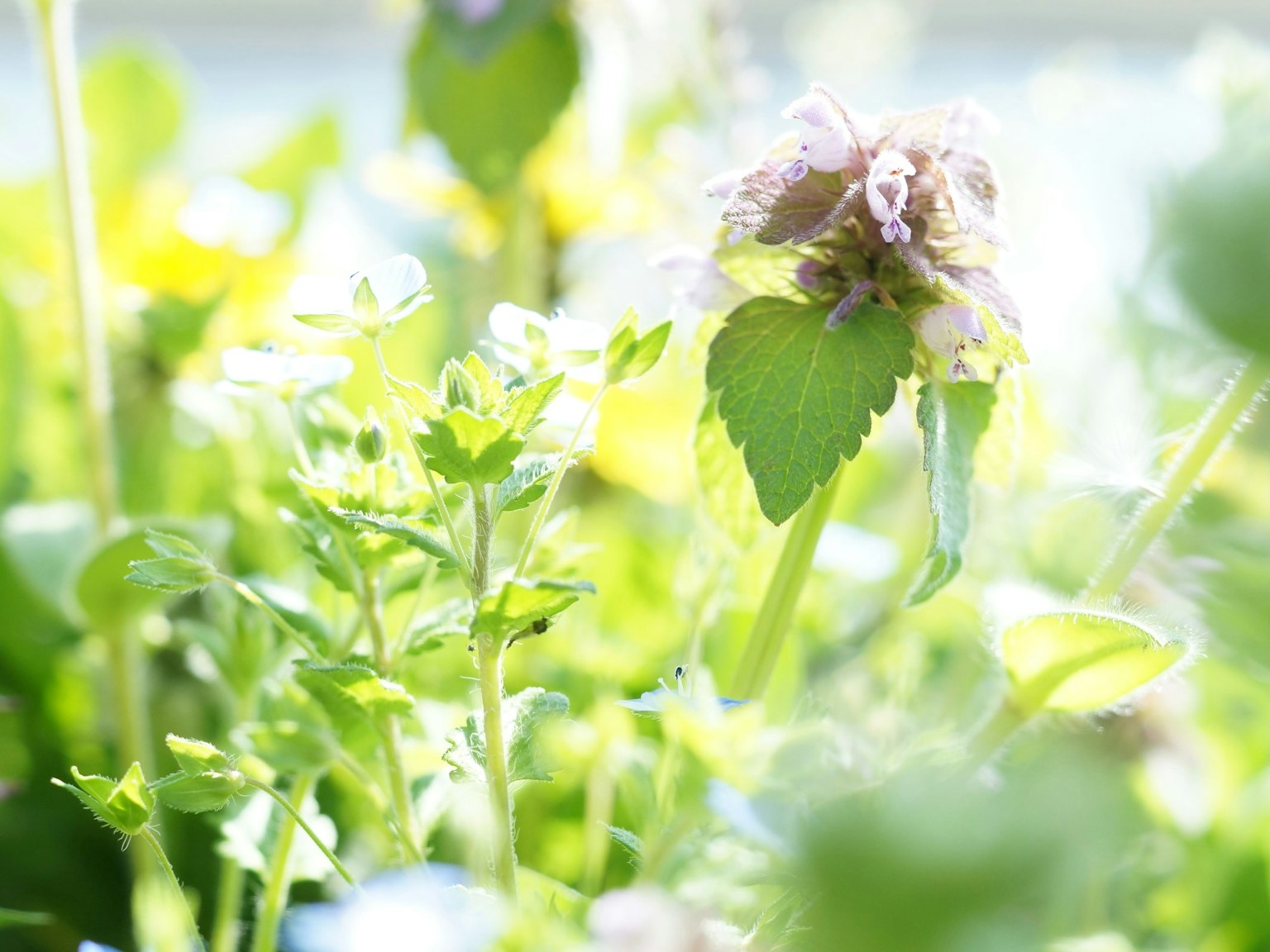 Primer plano de un jardín vibrante con plantas verdes y flores