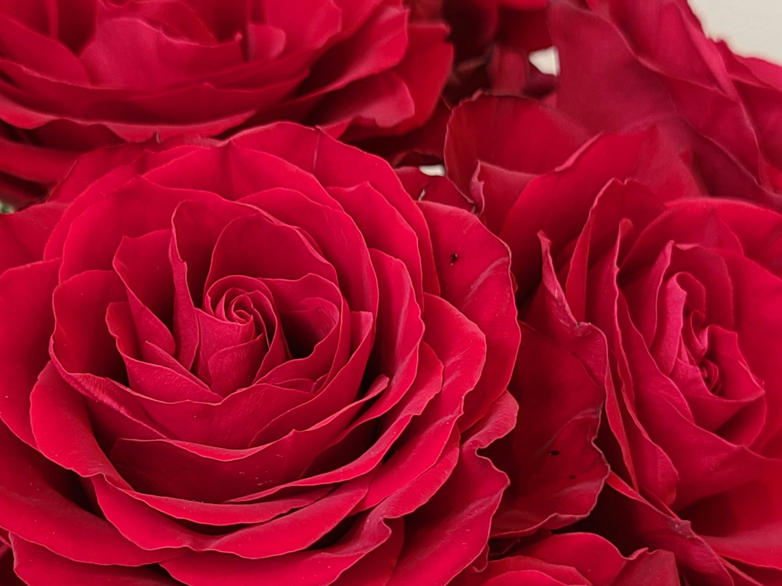 Gros plan de roses rouges vibrantes mettant en valeur leurs belles formes et couleurs