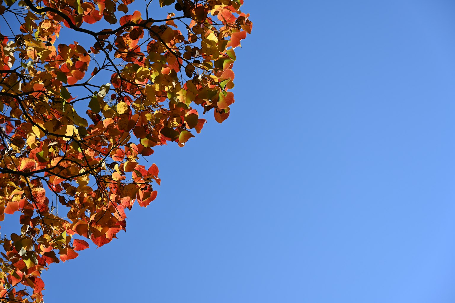 Une partie d'un arbre avec des feuilles rouges et oranges contre un ciel bleu