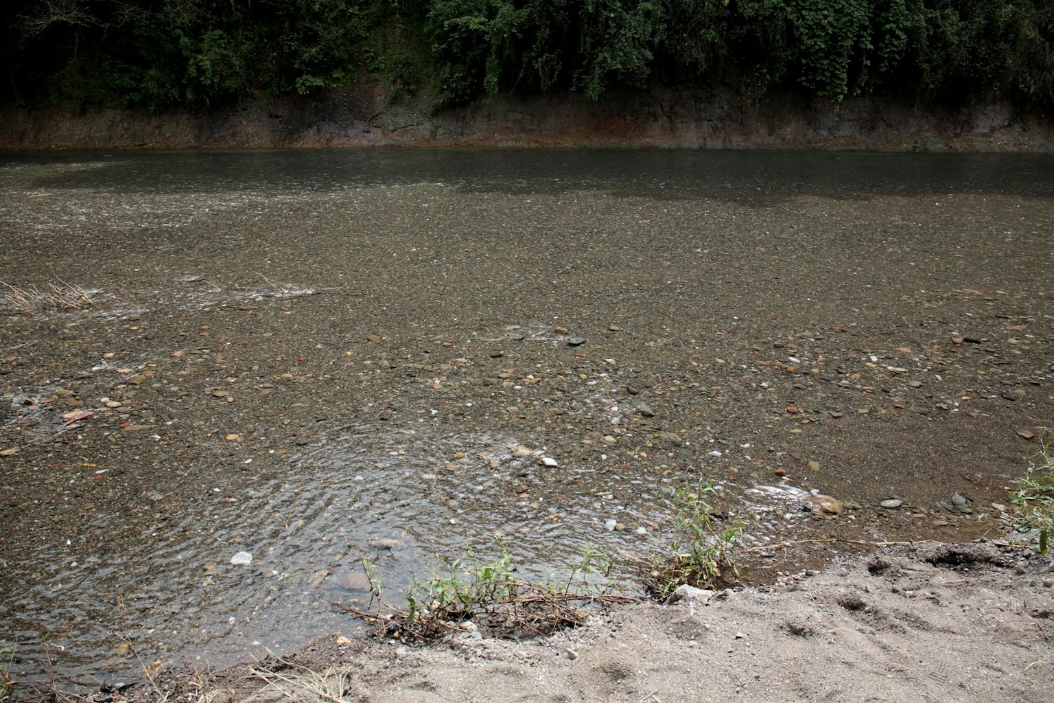 Superficie d'acqua inquinata con detriti galleggianti e piante verdi circostanti