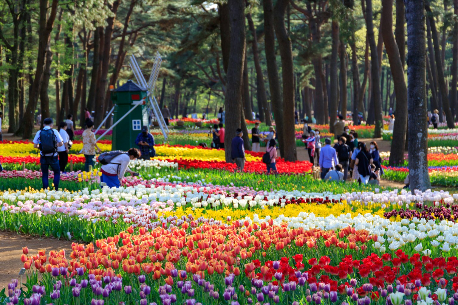 A vibrant park filled with colorful tulips and visitors enjoying the scenery
