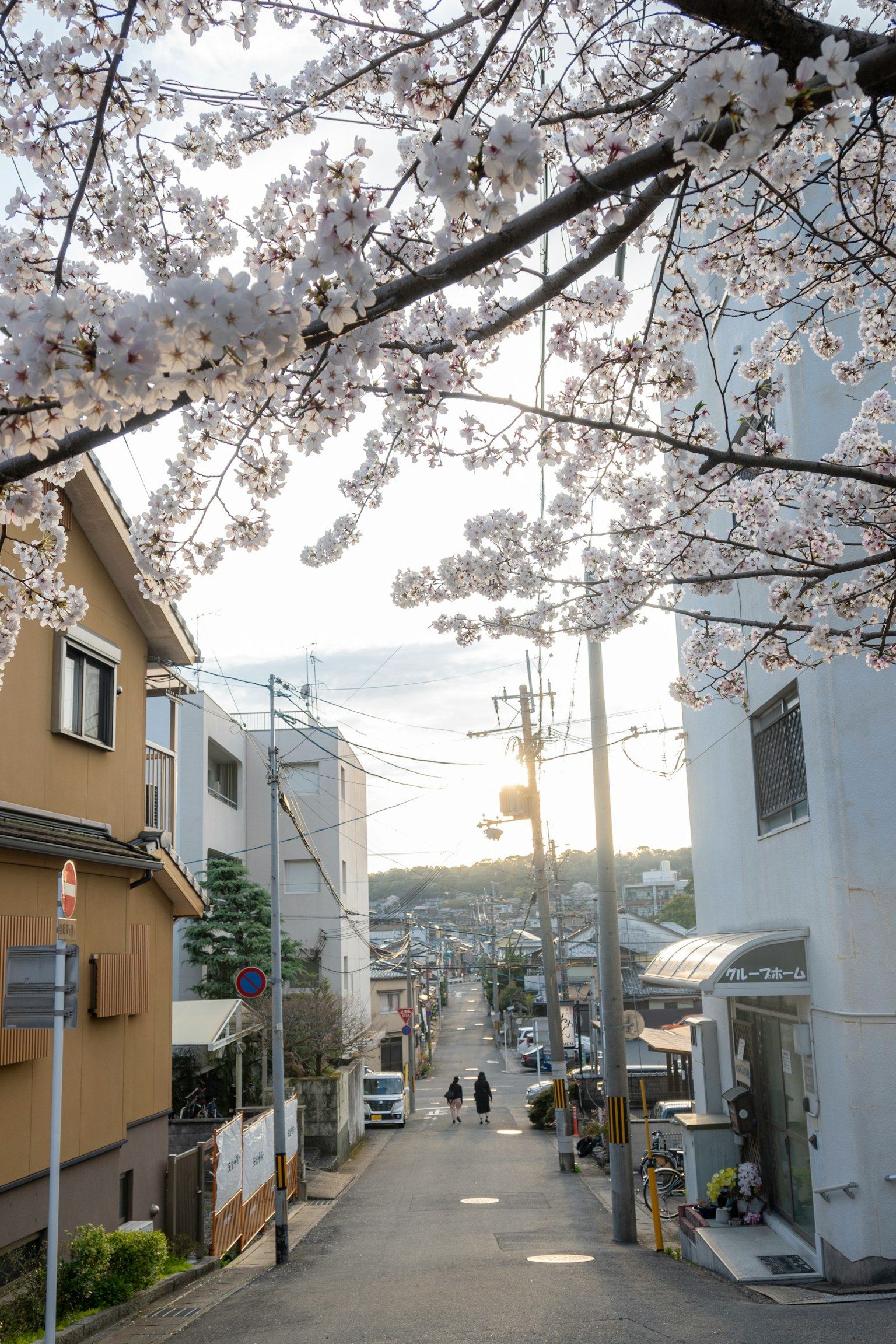 Vista escénica de una calle bordeada de cerezos en flor en una zona residencial tranquila