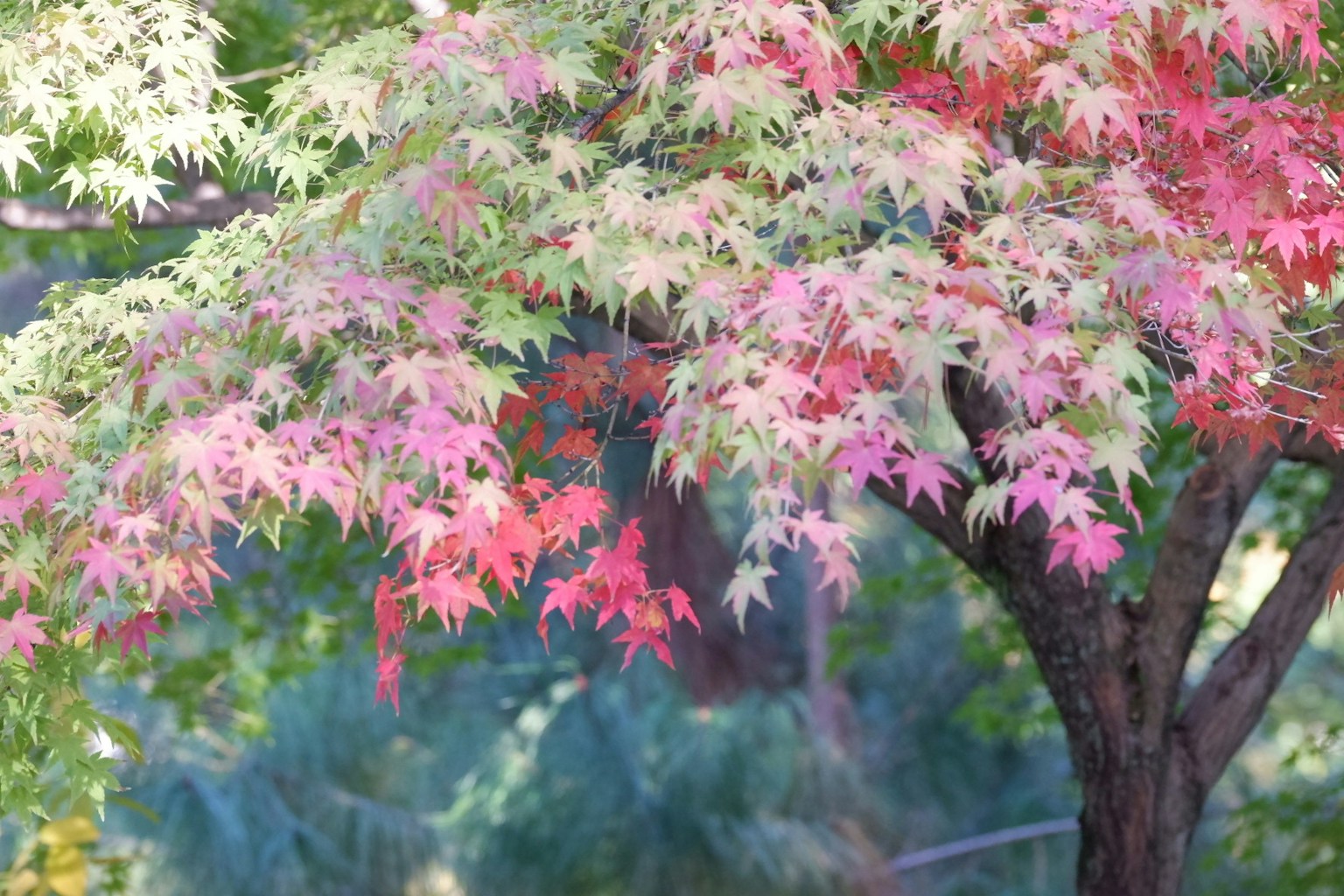 A beautiful maple tree with colorful autumn leaves