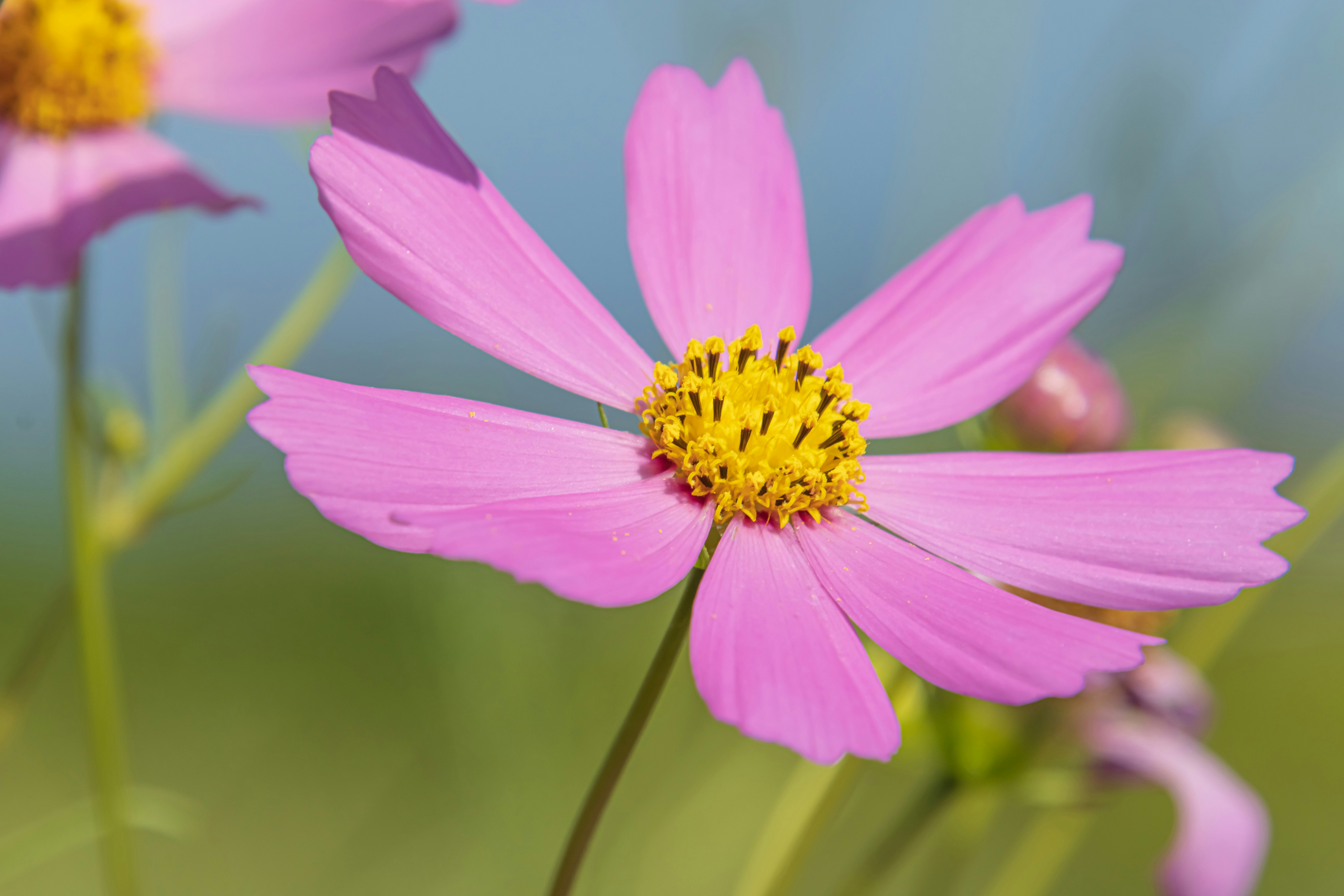 ピンクのコスモスの花と黄色い花芯のクローズアップ