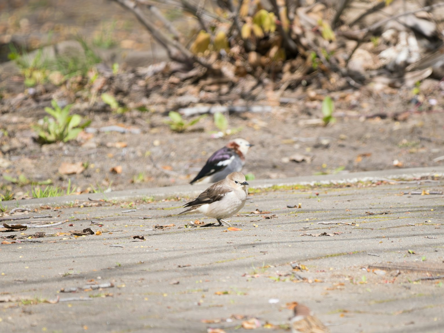 Two birds standing on the ground