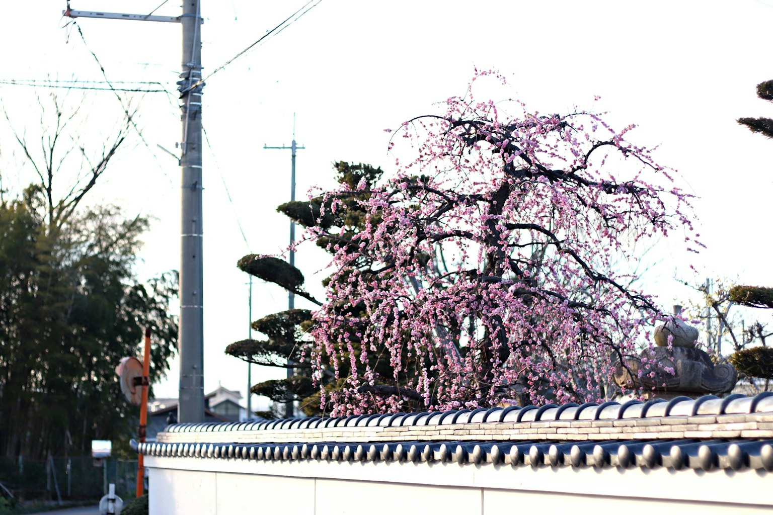 Paysage japonais avec un cerisier et un mur blanc