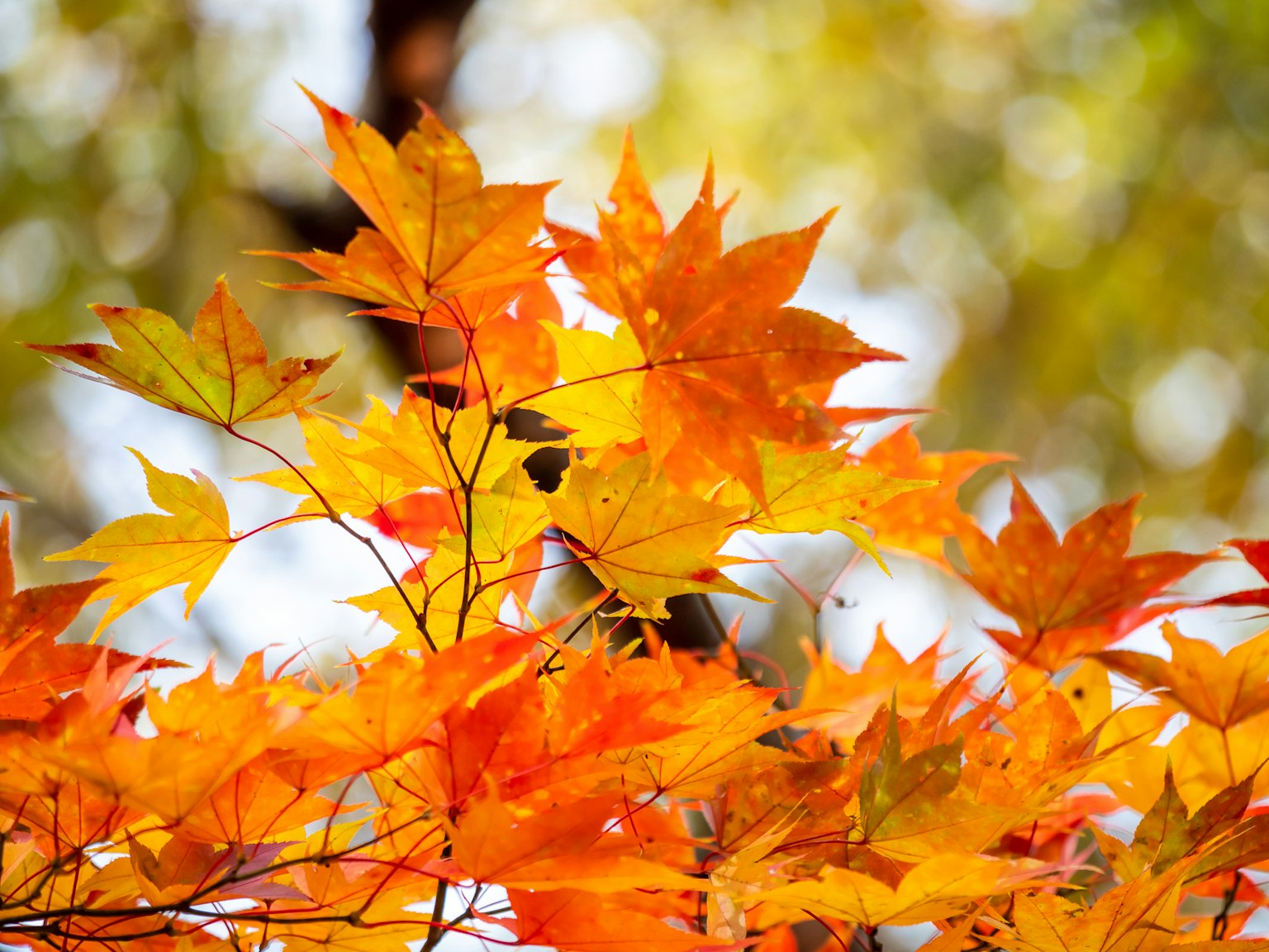 Feuilles d'automne vibrantes en orange et jaune regroupées sur des branches d'arbre